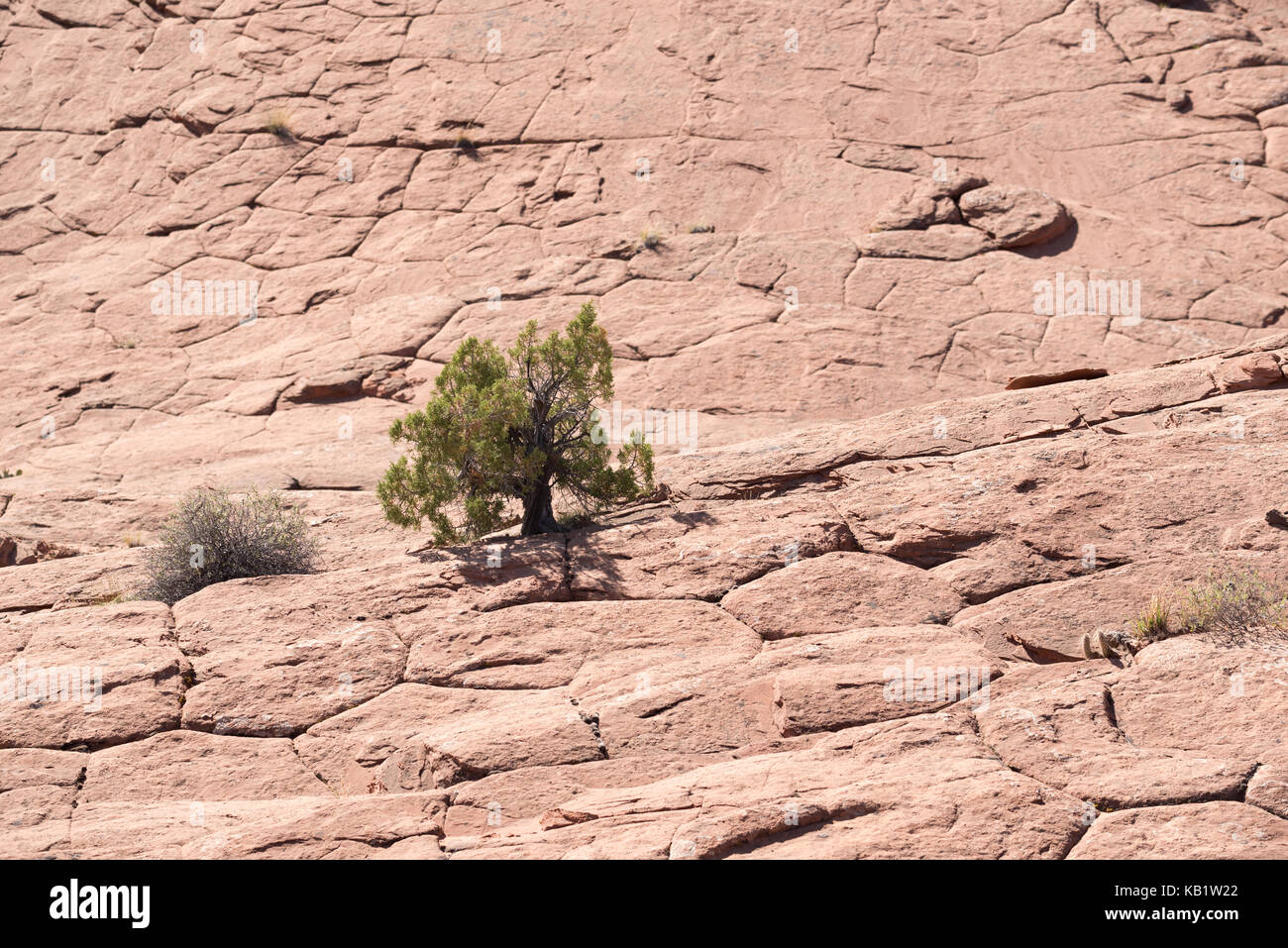 Il ginepro albero che cresce in slickrock, la grande scala - escalante monumento nazionale, Utah. Foto Stock