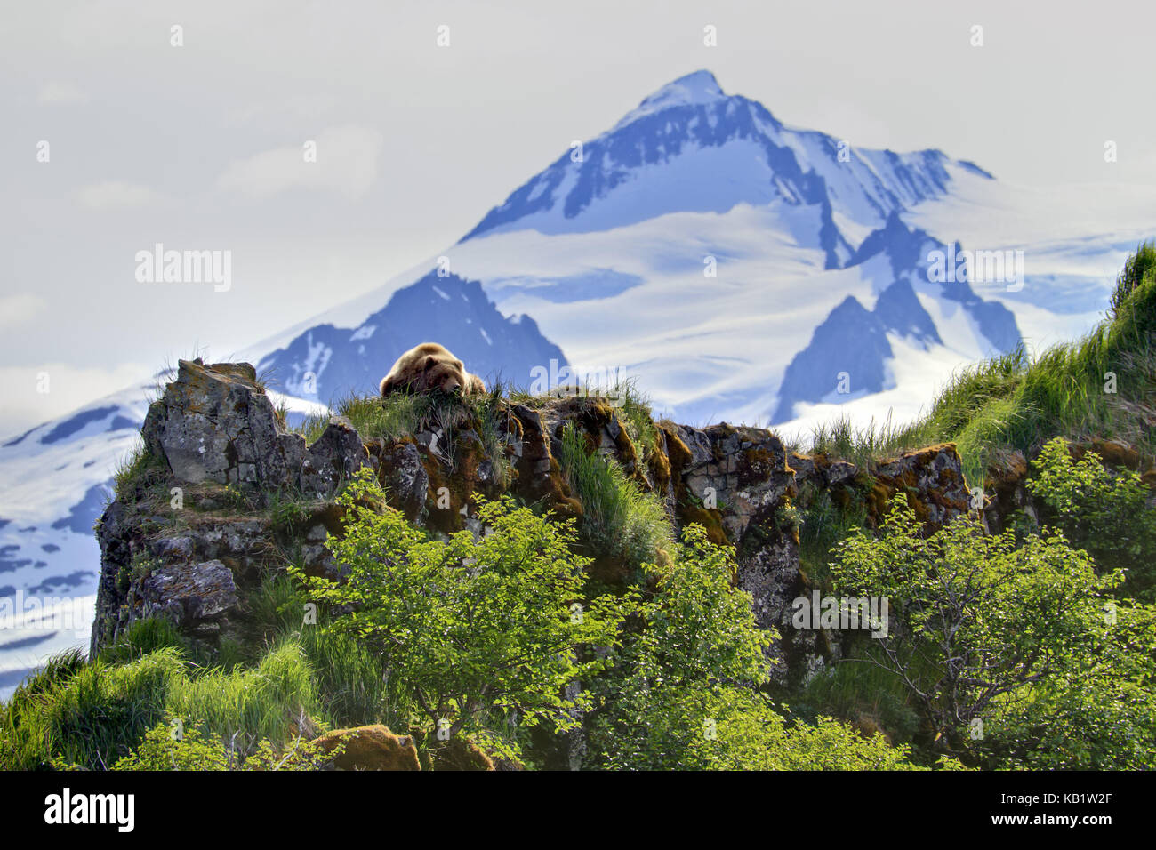 Nord America, Stati Uniti, Alaska, Katmai National Park, Ciao, Bay, orso bruno, Ursus arctos, Foto Stock