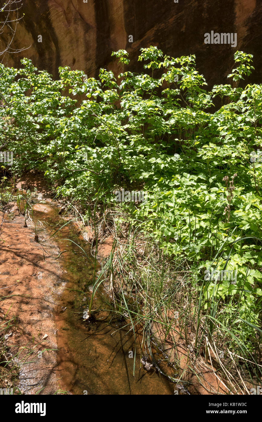 Poison Ivy cresce in un canyon laterale del fiume escalante nel sud dello Utah. Foto Stock