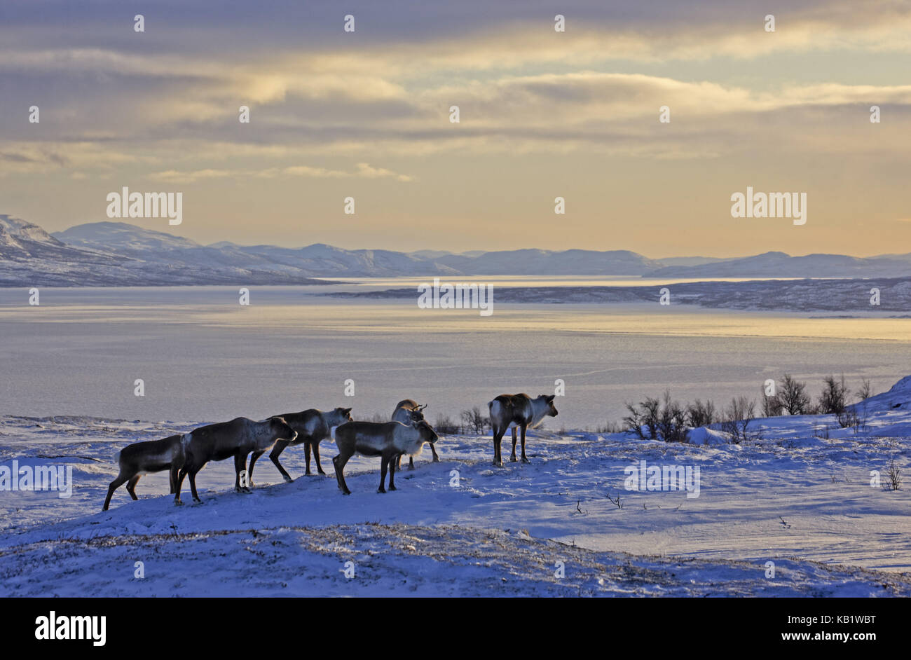 La Svezia, Lapponia, Abisko national park, le renne, Rangifer tarandus, lago Torneträsk, Foto Stock