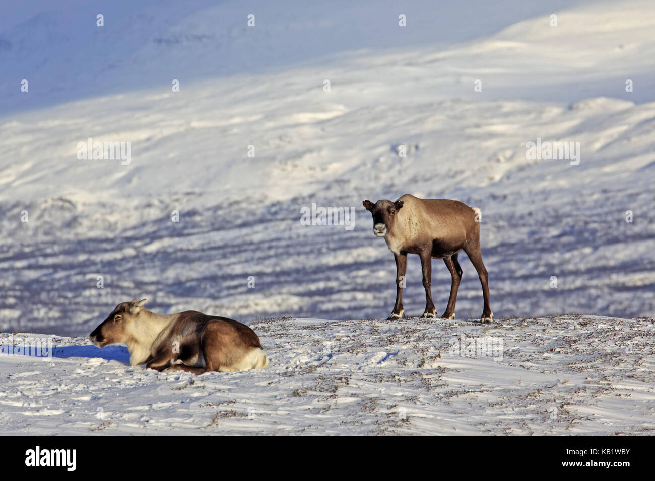 La Svezia, Lapponia, abisko national park, le renne, rangifer tarandus, Foto Stock