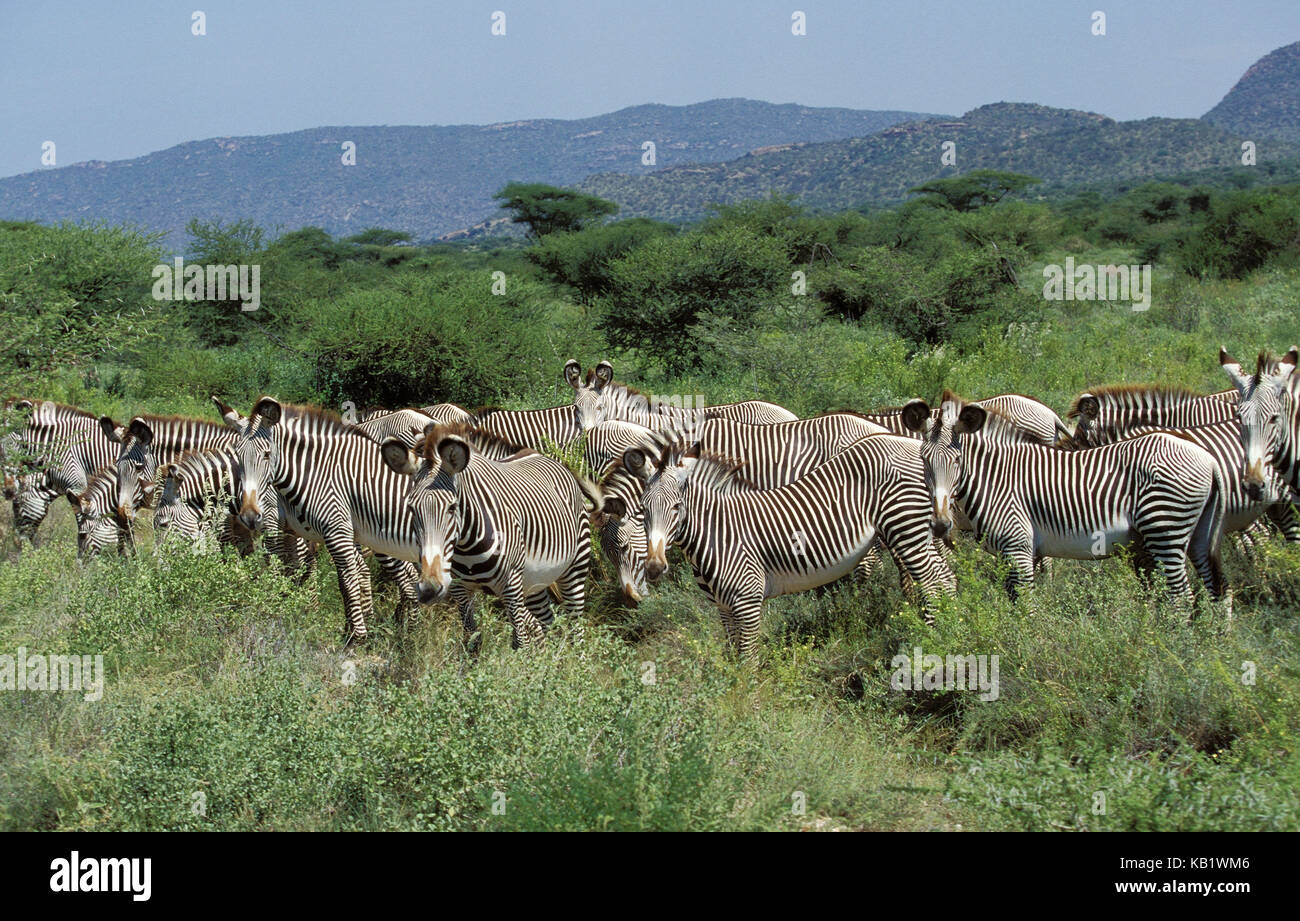 Le zebre di Grevy, Equus grevyi, si concentrano nel parco di Samburu, Kenya, Africa, Foto Stock