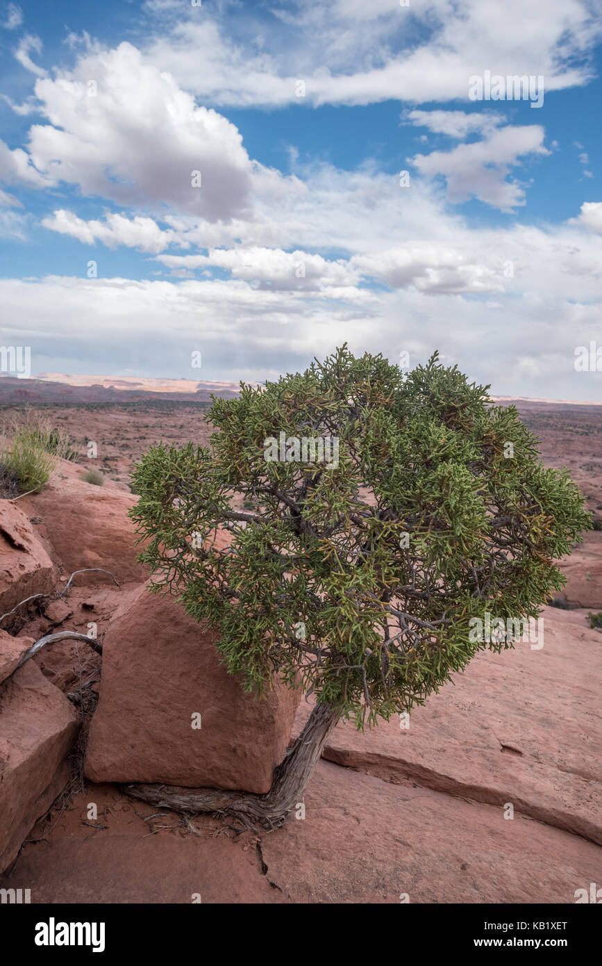 Ginepro piccolo albero che cresce dal di sotto da un masso, la grande scala - escalante monumento nazionale, Utah. Foto Stock