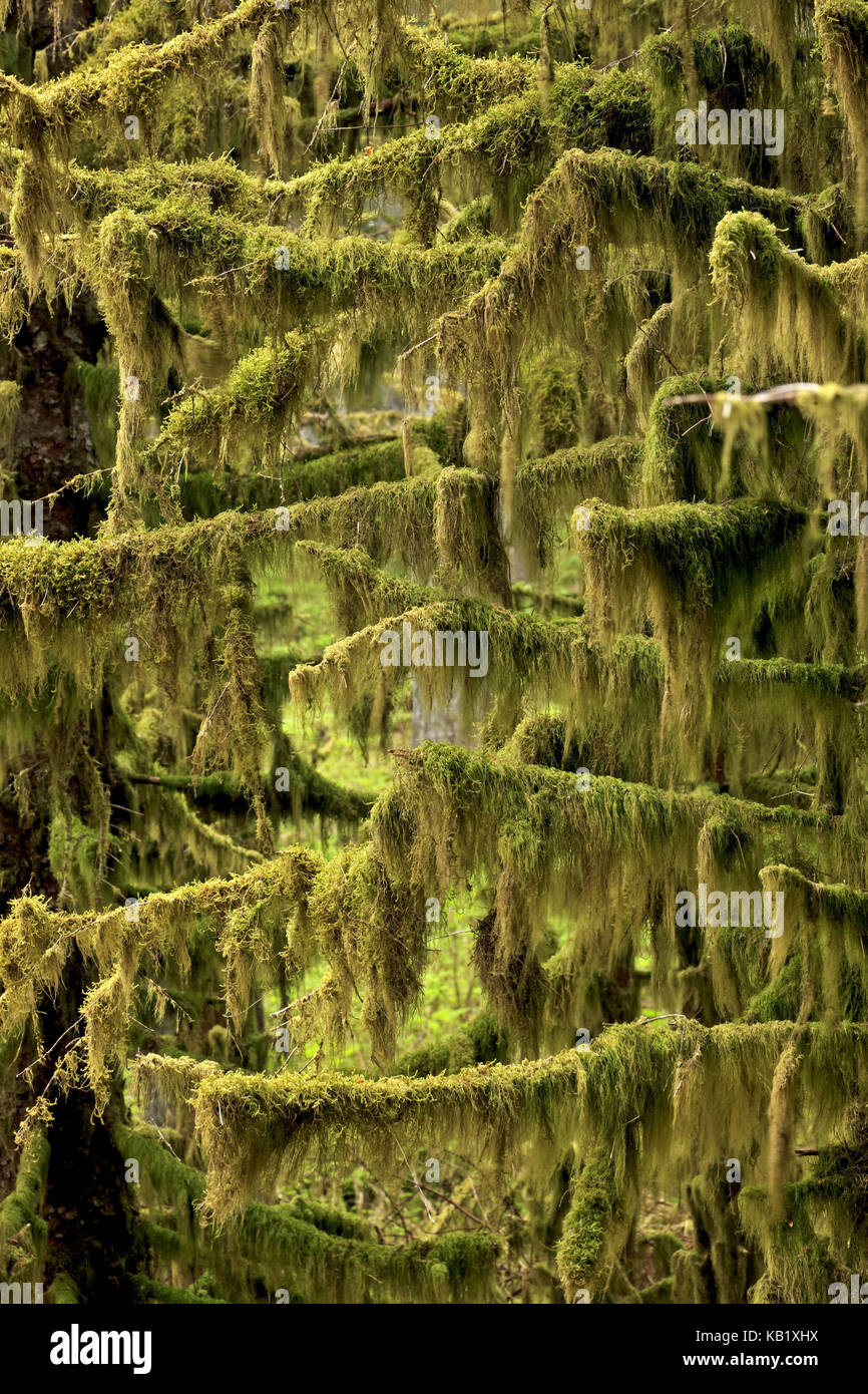 Nord America, USA, Alaska, Kodiak Islanda, fort Abercrombie stato parco, foresta pluviale, Foto Stock