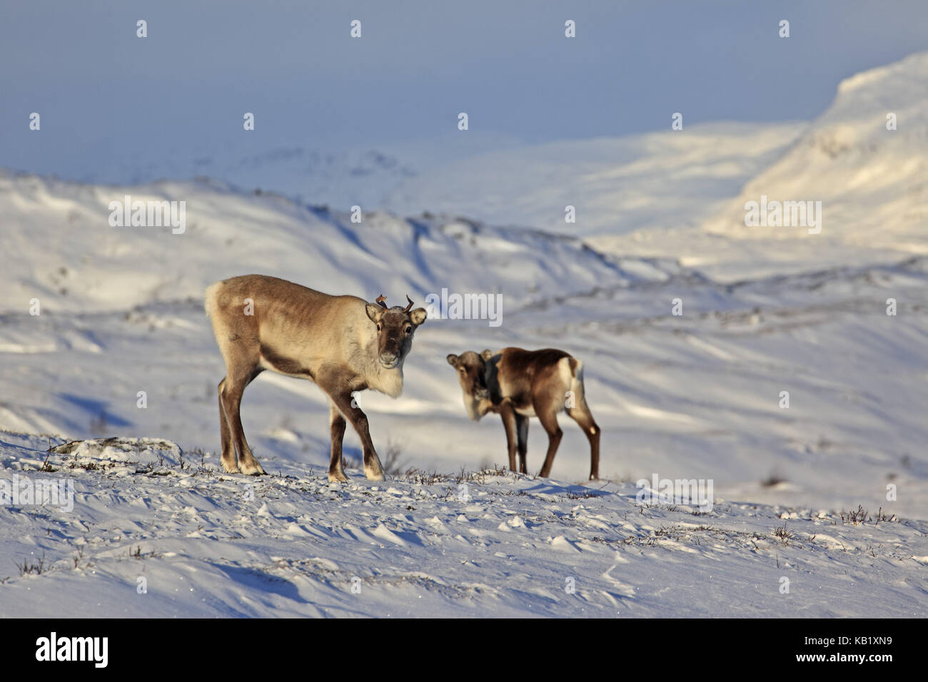 La Svezia, Lapponia, abisko national park, le renne, rangifer tarandus, Foto Stock