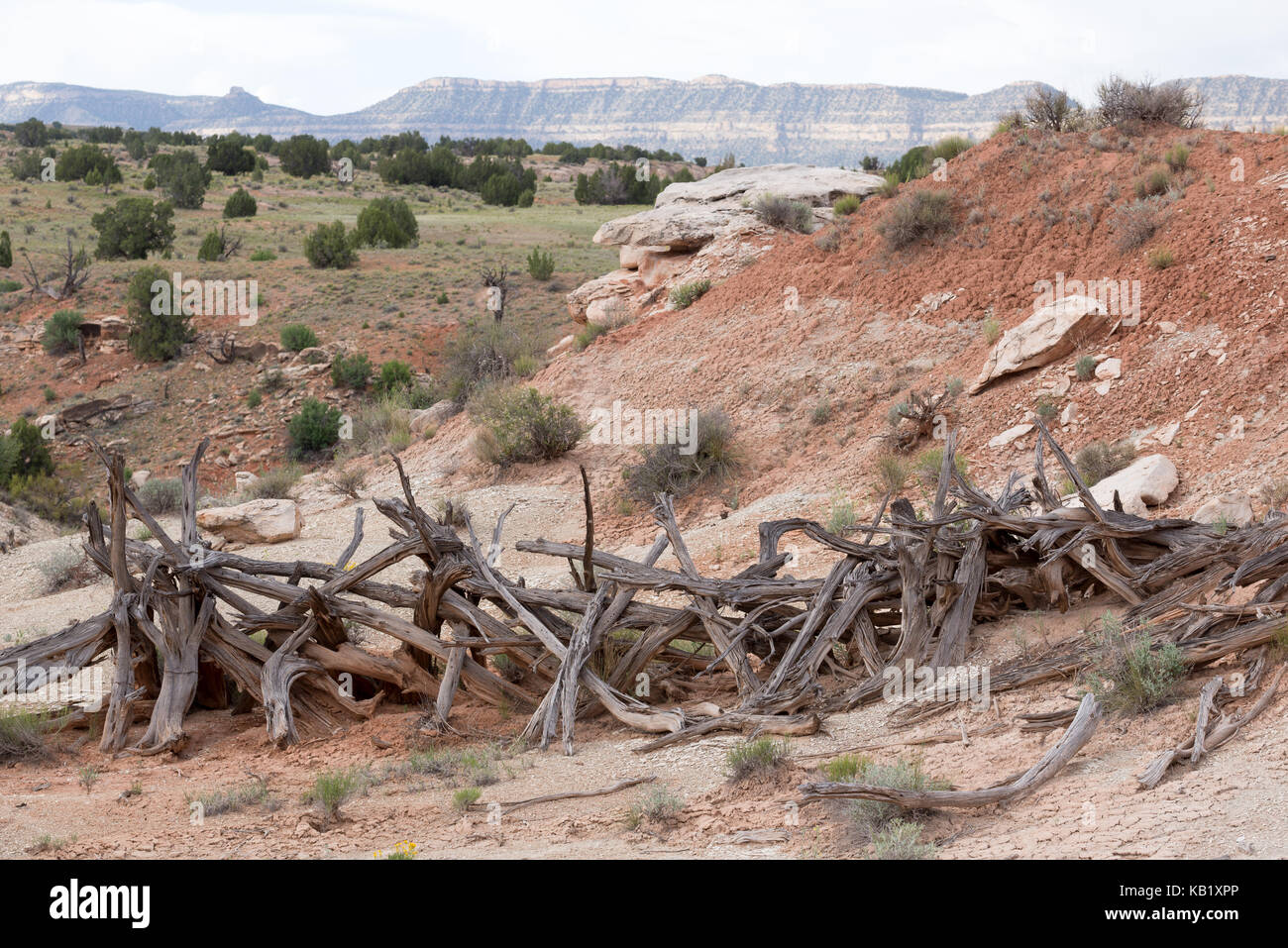 Recinzione fatta di registri di ginepro, la grande scala - escalante monumento nazionale, Utah. Foto Stock