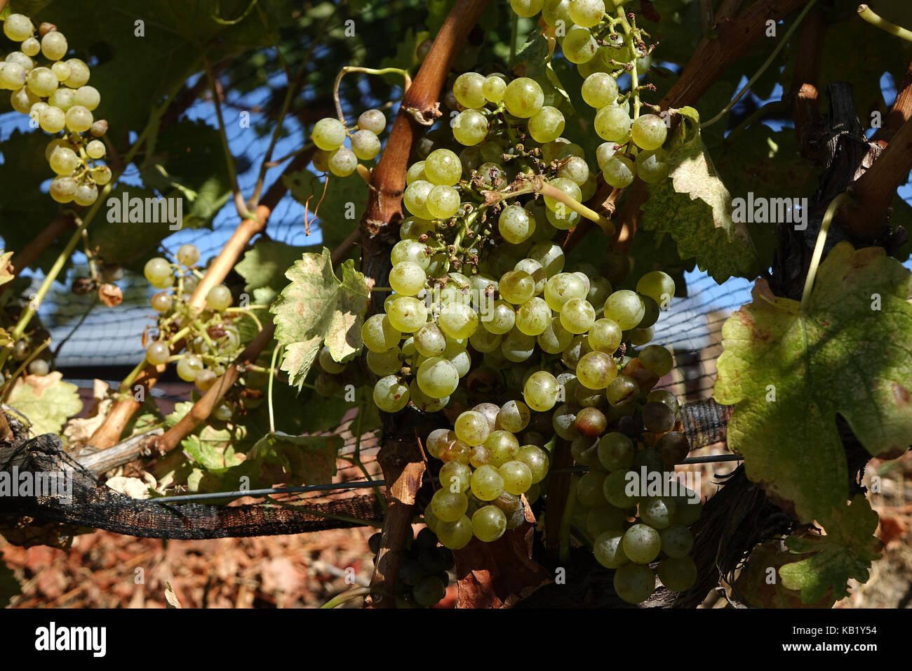 Vino bianco dolce uva. Foto Stock