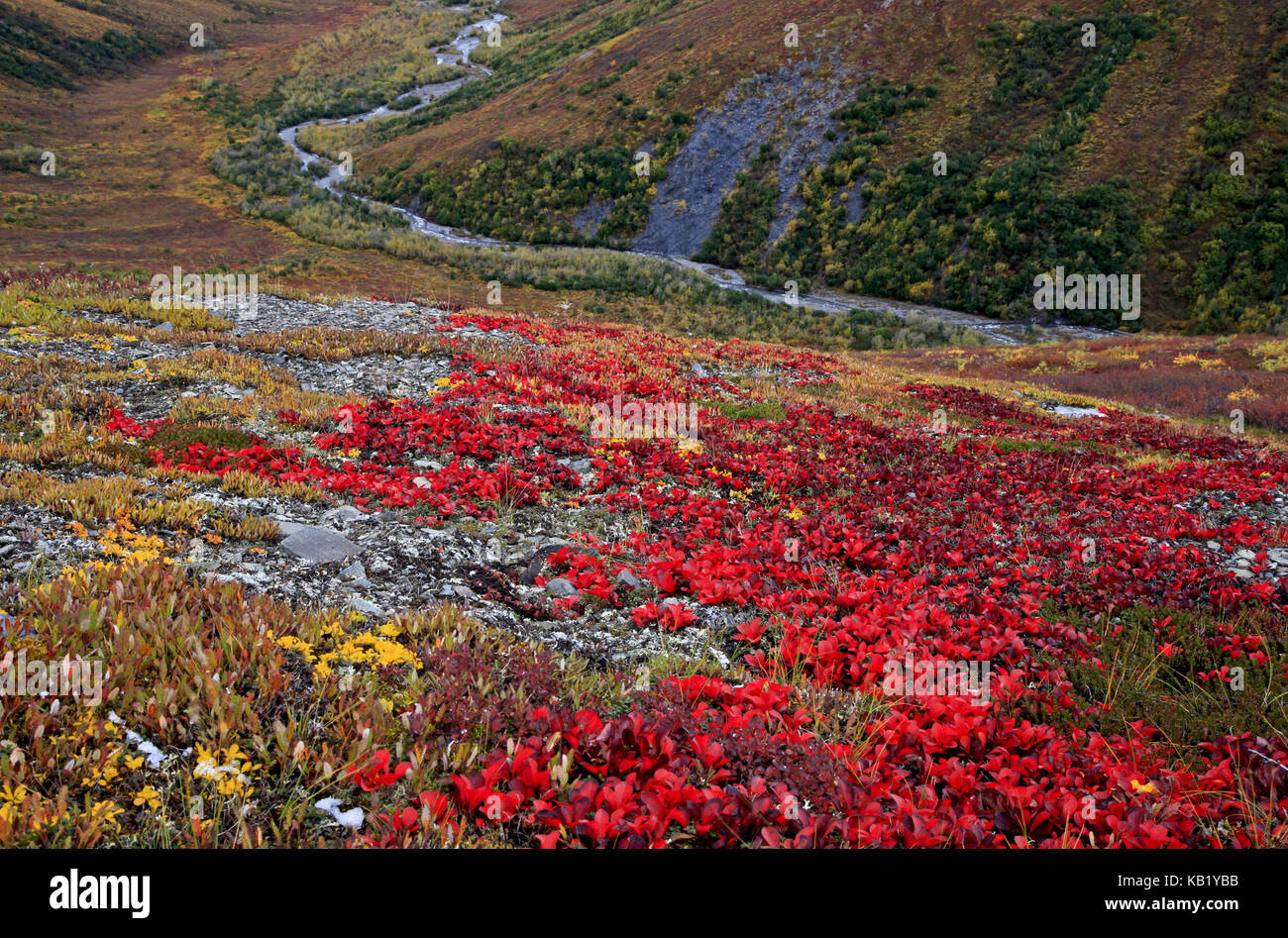 Nord America, USA, Alaska, brooks range, tundra, Foto Stock