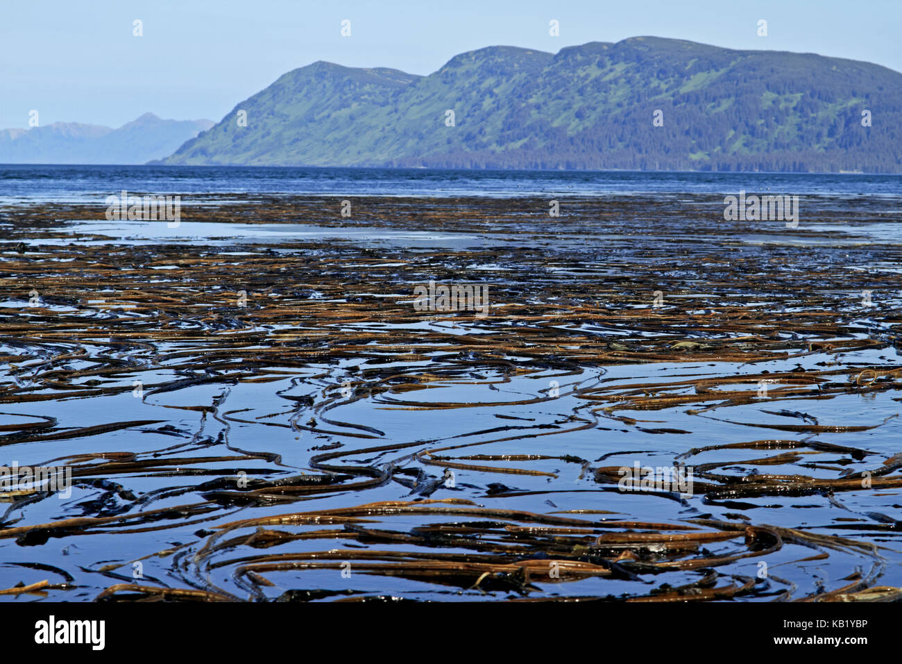 Nord America, USA, Alaska, Kodiak Islanda, alghe, Foto Stock
