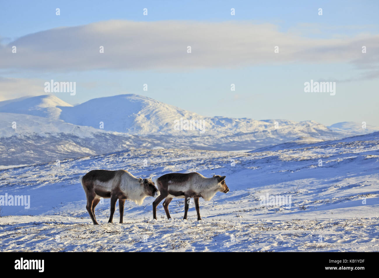 La Svezia, Lapponia, abisko national park, le renne, rangifer tarandus, Foto Stock