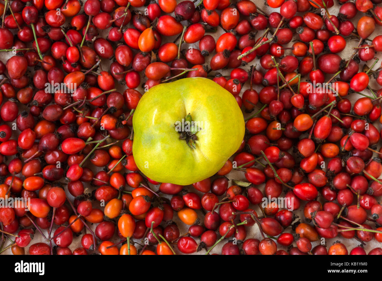 Cibo sano, ritagliare il concetto d'autunno. vista dall'alto di una deliziosa verde giallo frutto di mela cotogna albero che è posto al centro della foto tra bright crimson bacche di rosa canina Foto Stock