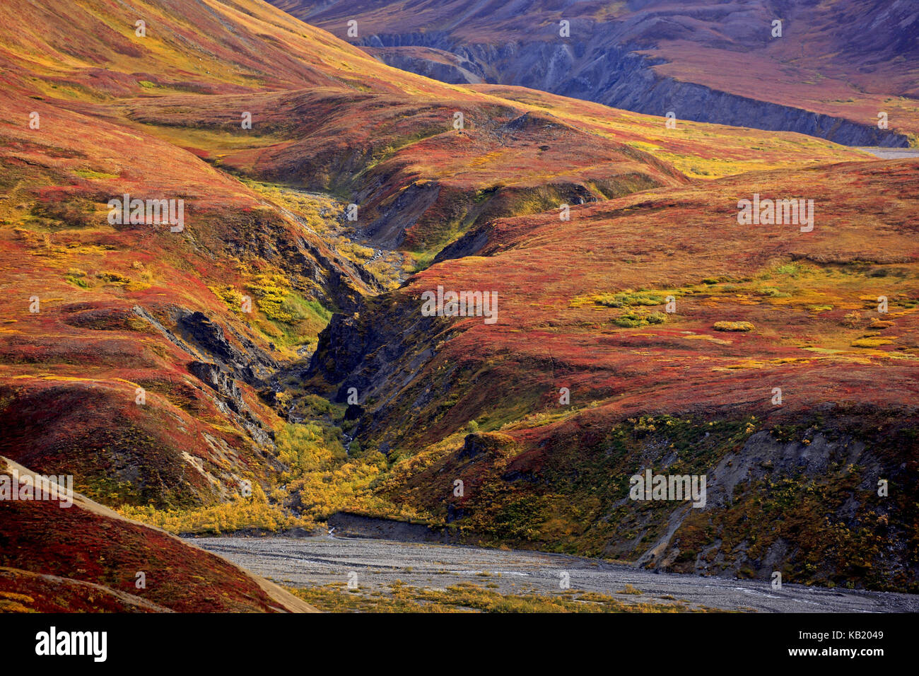 Nord America, USA, Alaska Denali National Park, valle del ghiacciaio, tundra autunnale, Foto Stock