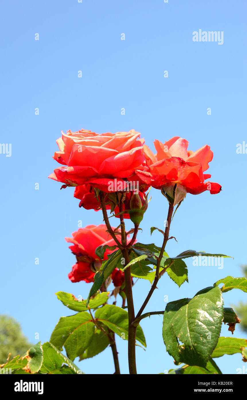 La botanica, rose arbusto, rosso Foto Stock