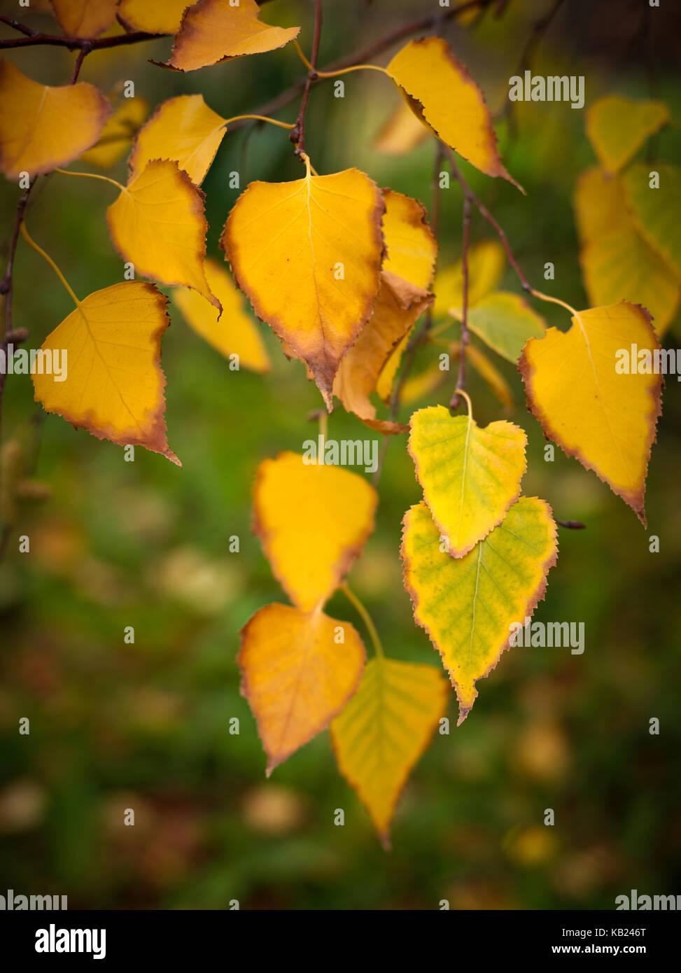 Giallo Foglie di autunno, fotografati con molto leggera profondità di campo a. Medio Formato immagine digitale. Foto Stock