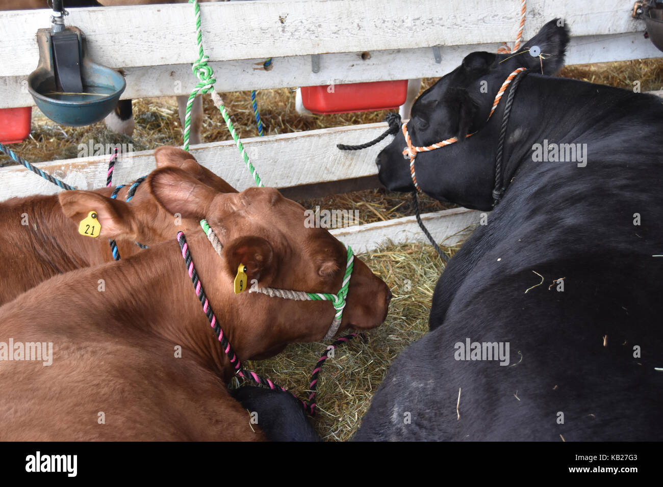 Vacche appoggiato tranquillamente presso la fiera di paese Foto Stock