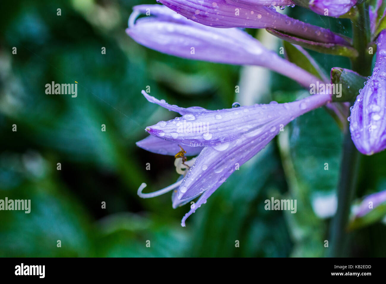 Una bella foto da La mia collezione Foto Stock