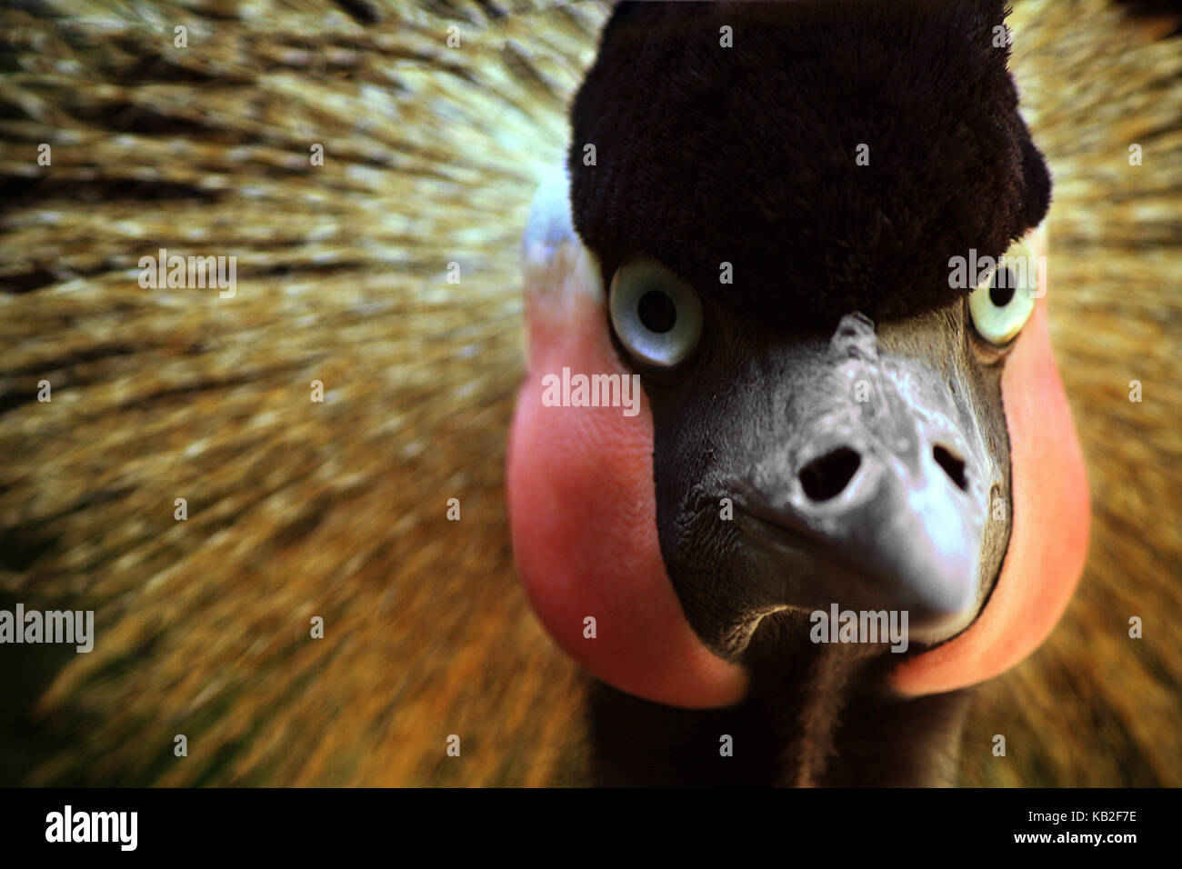 Una bella foto da La mia collezione Foto Stock