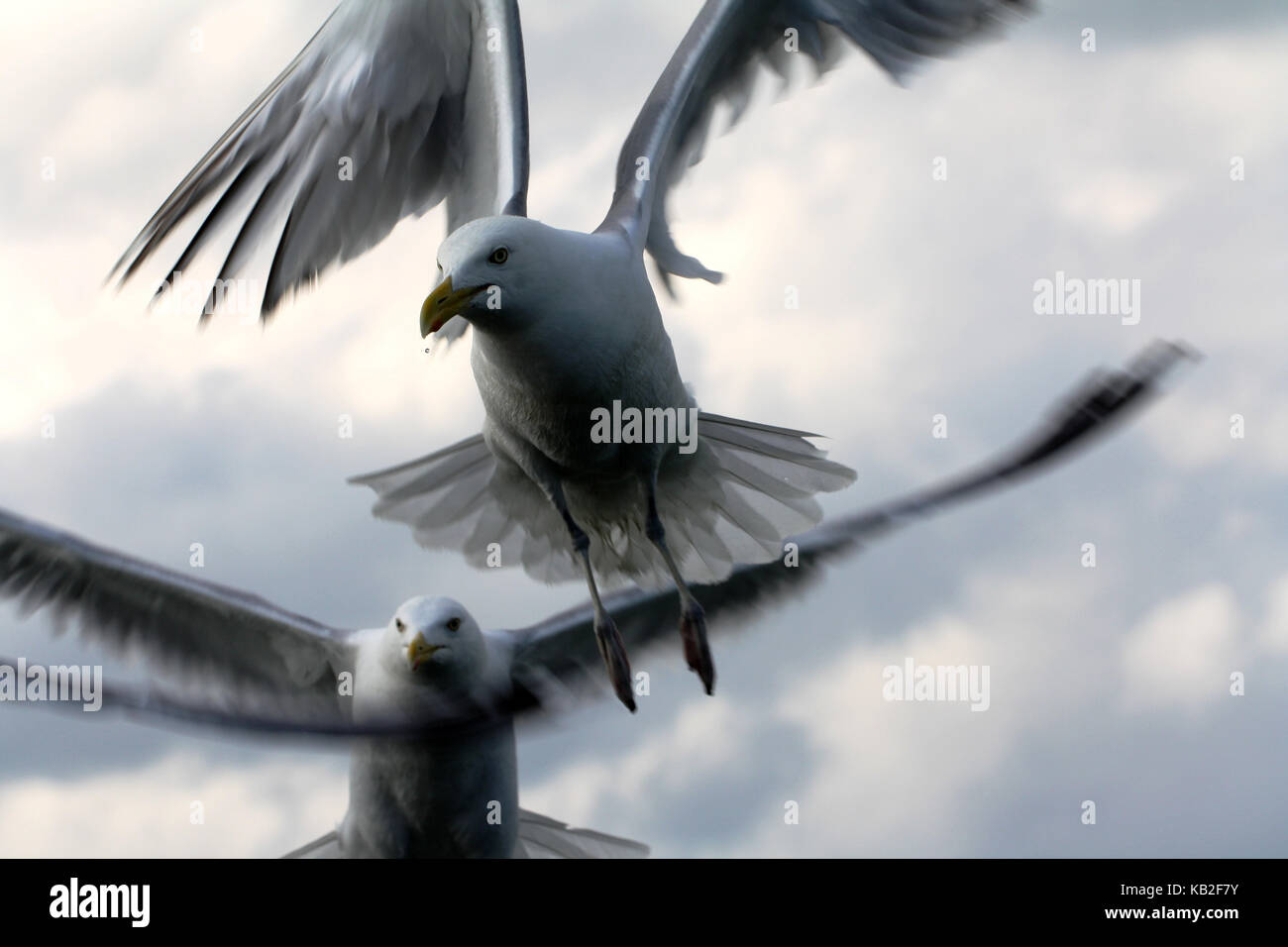 Una bella foto da La mia collezione Foto Stock