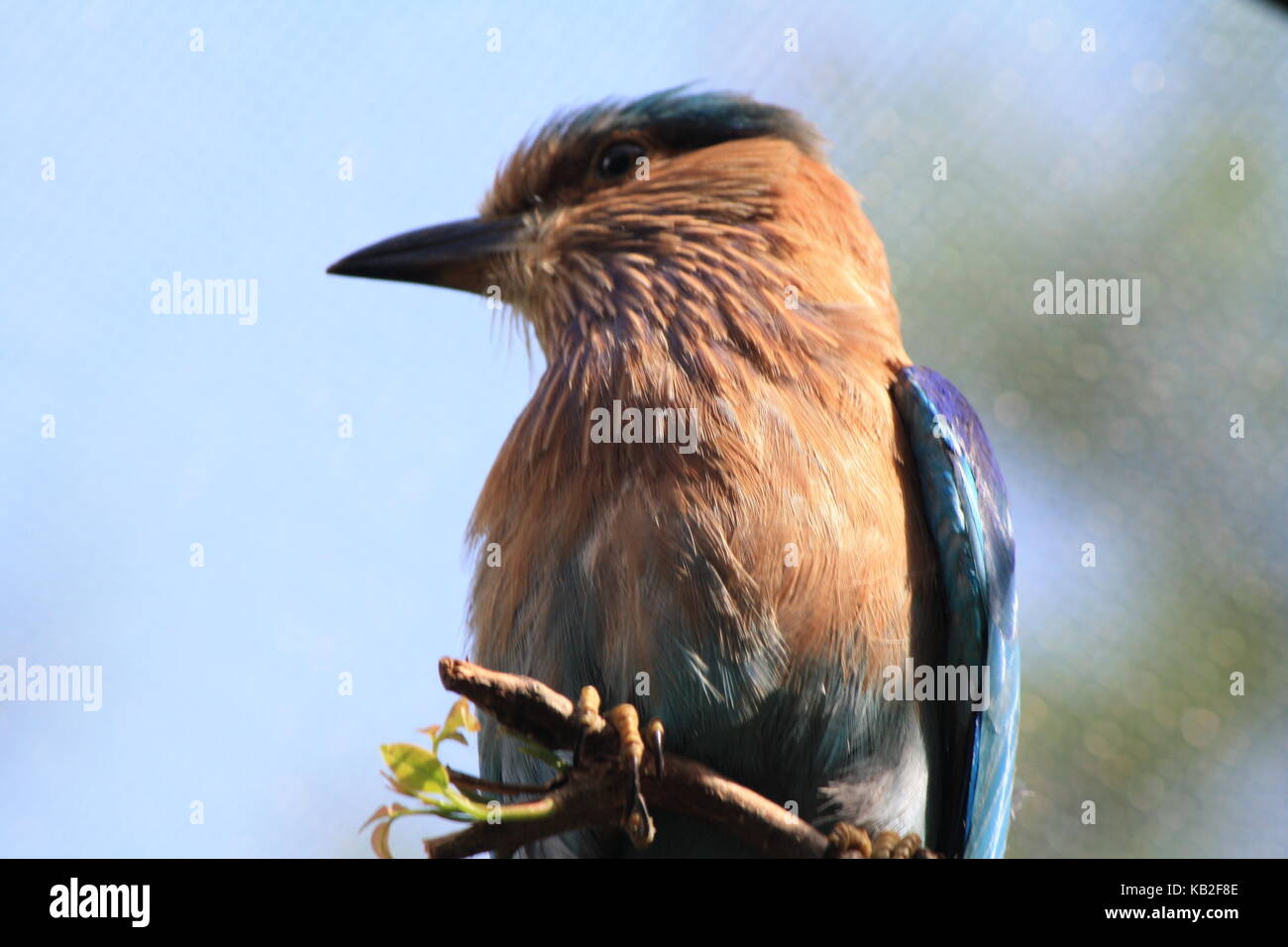 Una bella foto da La mia collezione Foto Stock