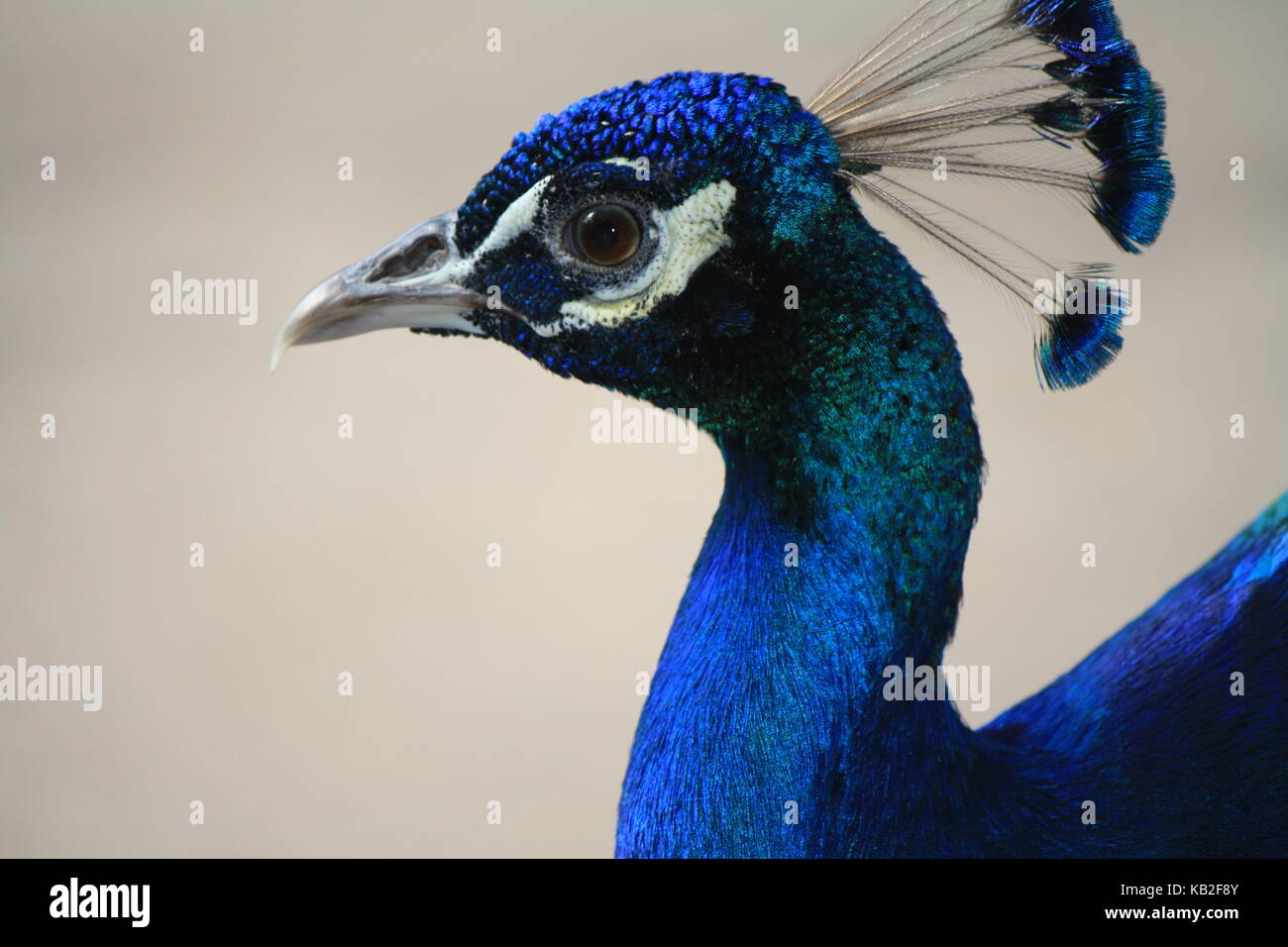 Una bella foto da La mia collezione Foto Stock