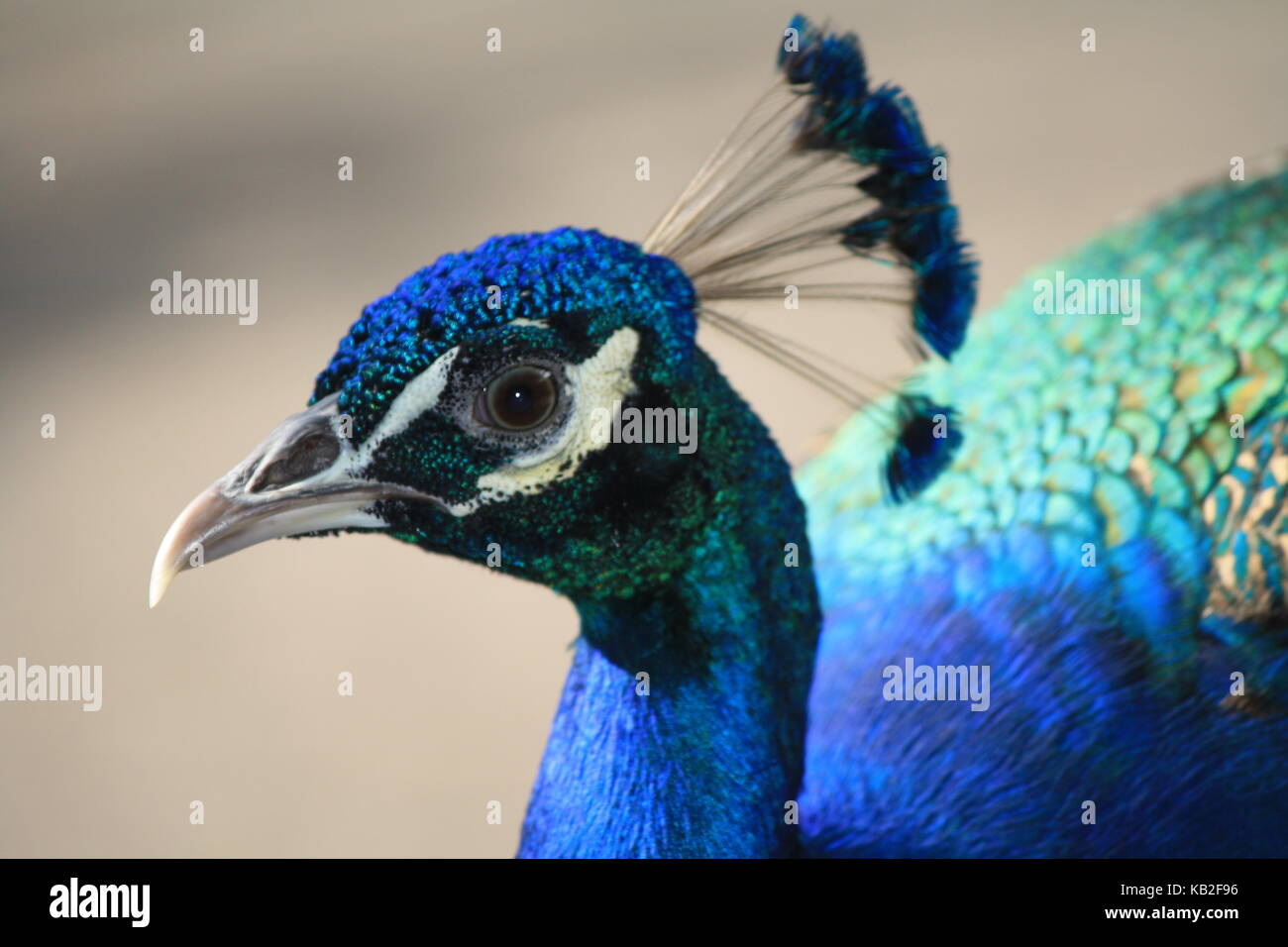 Una bella foto da La mia collezione Foto Stock