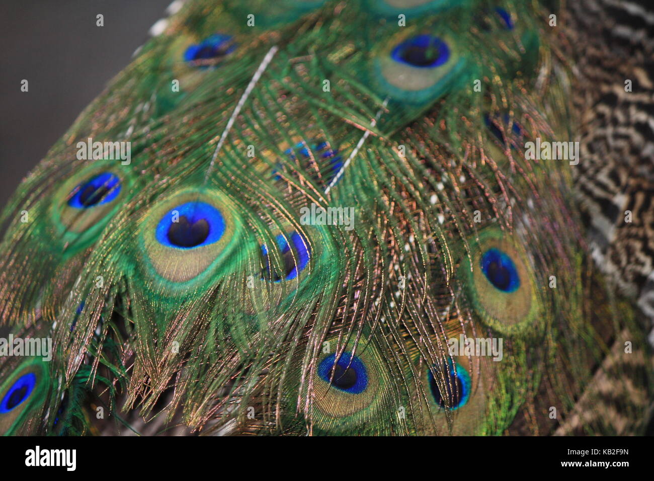 Una bella foto da La mia collezione Foto Stock