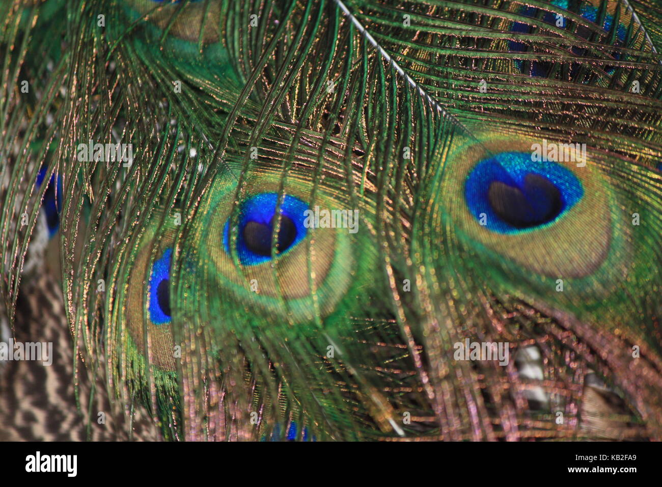 Una bella foto da La mia collezione Foto Stock