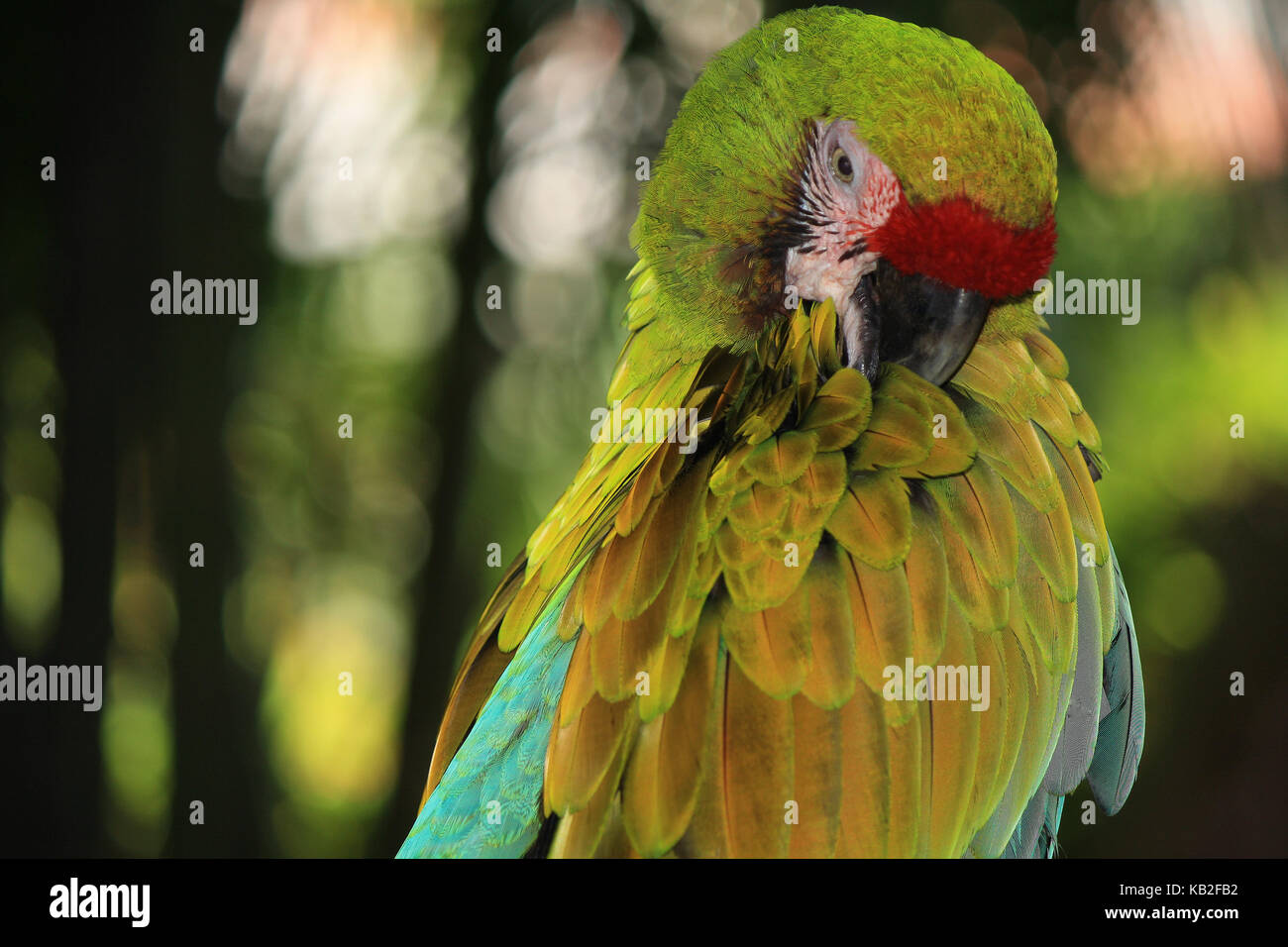 Una bella foto da La mia collezione Foto Stock