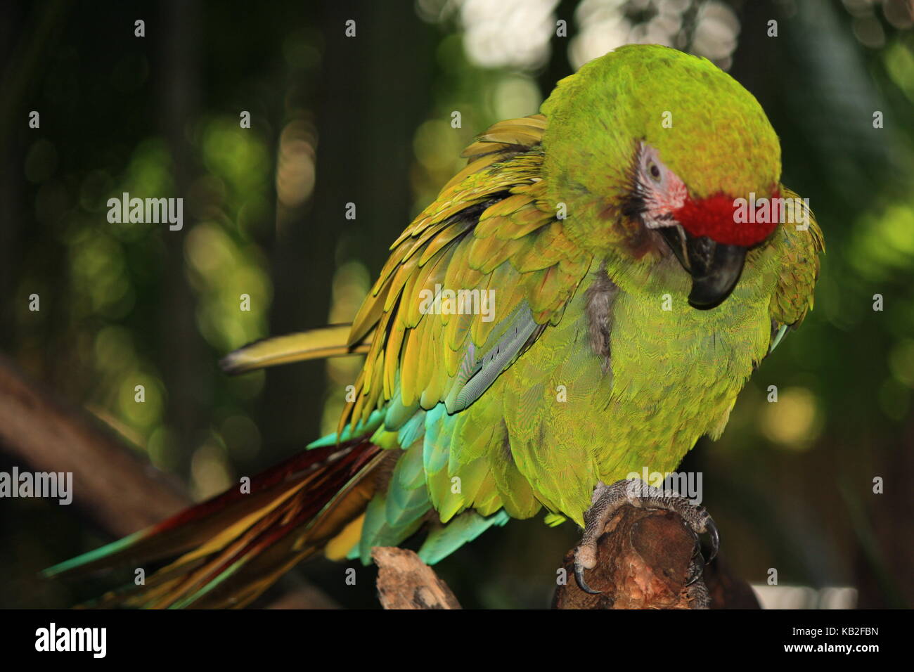 Una bella foto da La mia collezione Foto Stock