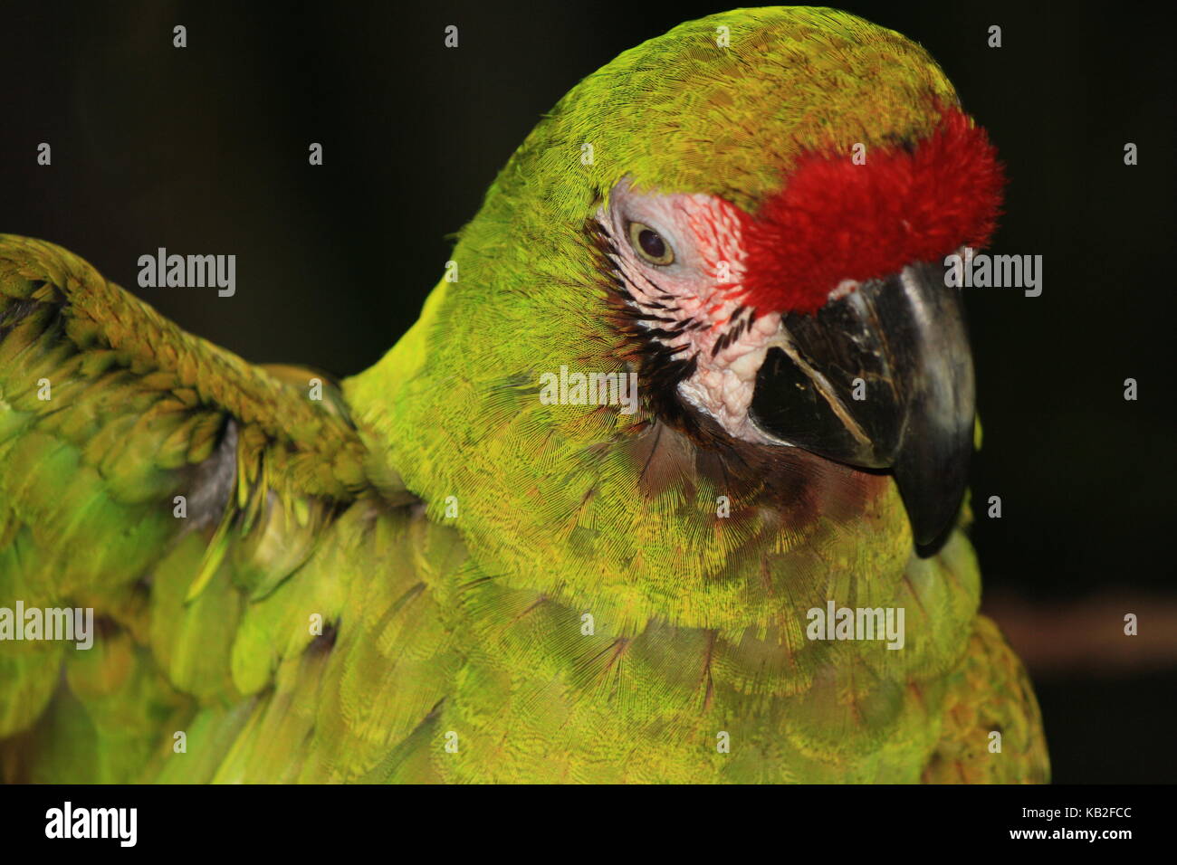 Una bella foto da La mia collezione Foto Stock