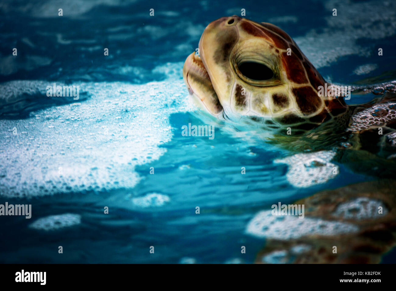 Una bella foto da La mia collezione Foto Stock