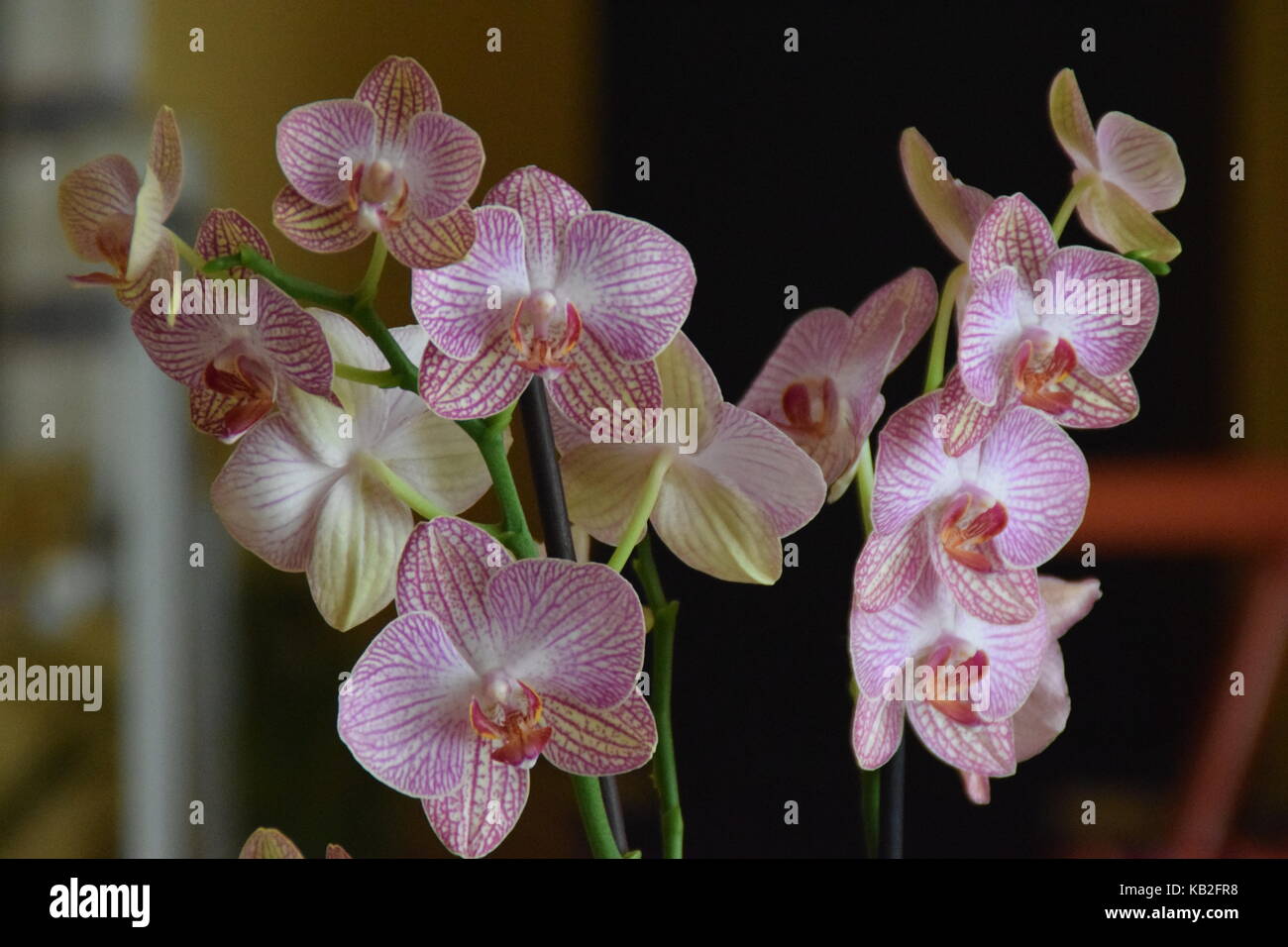 Orchid - orquidea Foto Stock