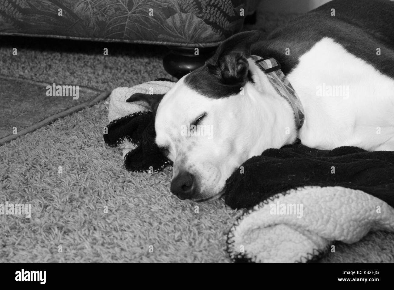 Dorme tranquillo cane Foto Stock