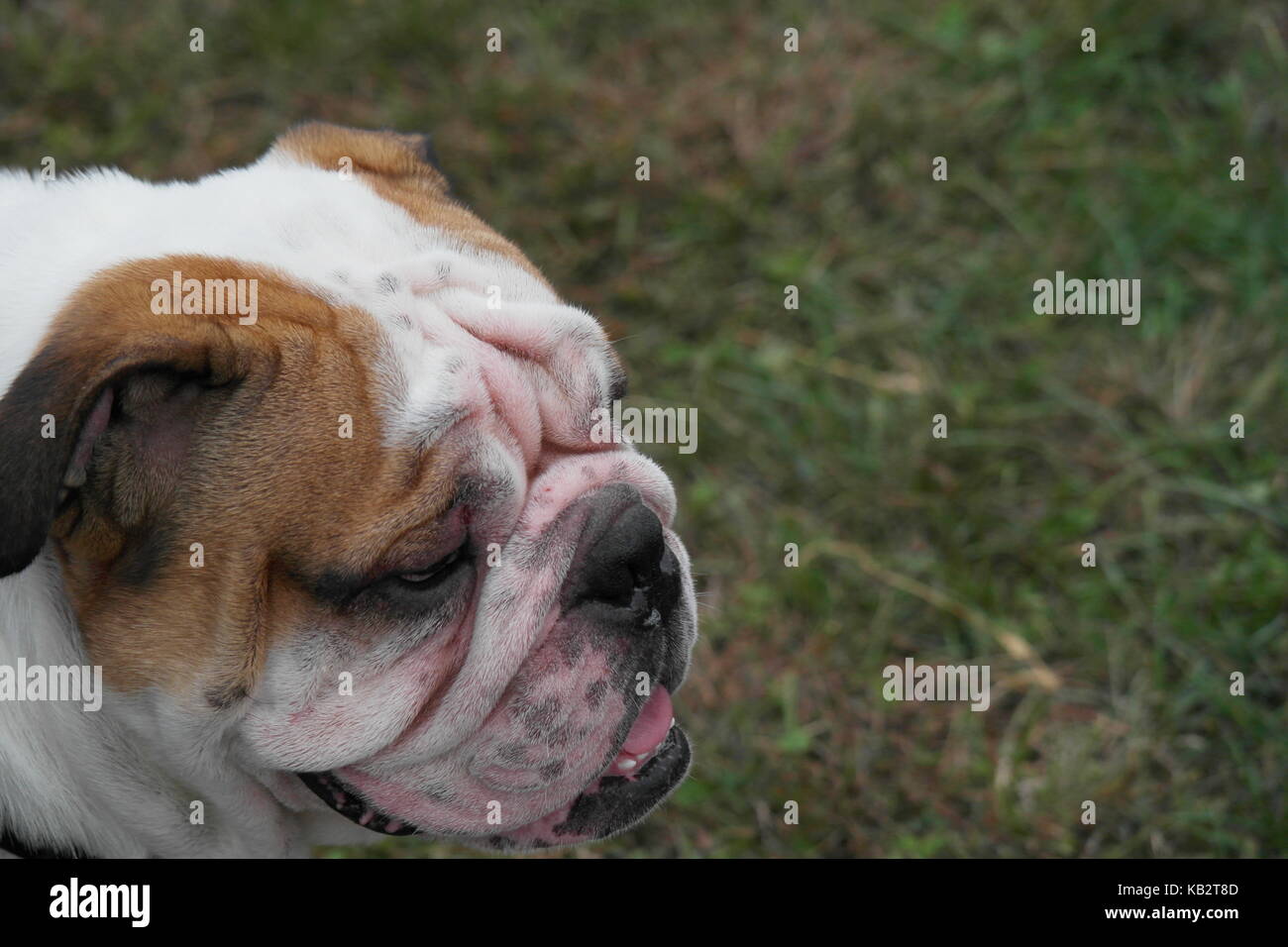 Bulldog Foto Stock