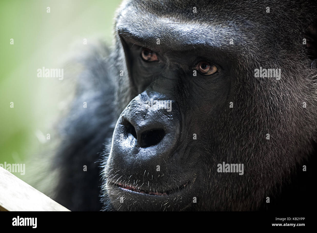 Ritratto di gorilla maschio, close up del maschio alfa Foto Stock