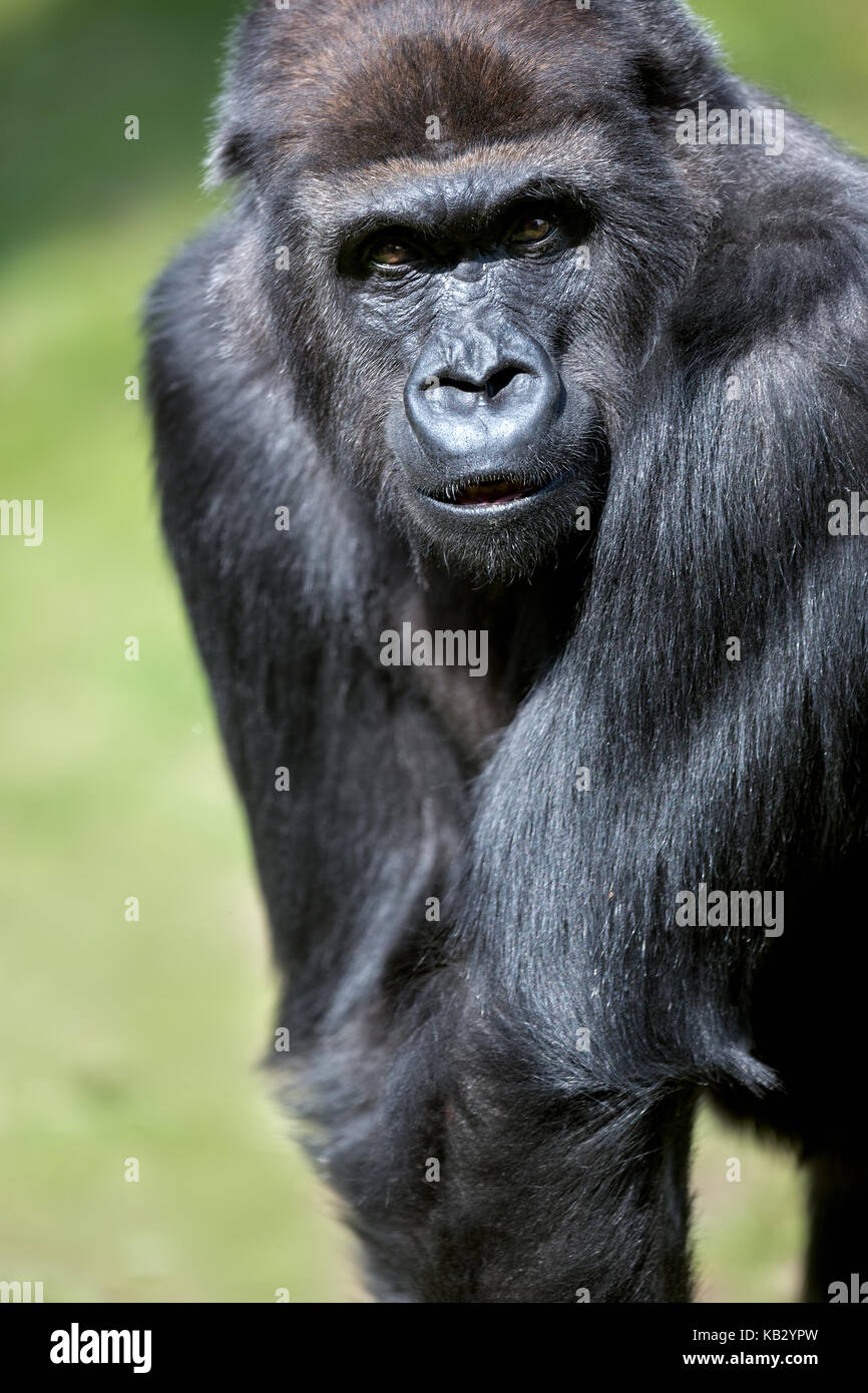 Ritratto di un grande gorilla maschio Foto Stock
