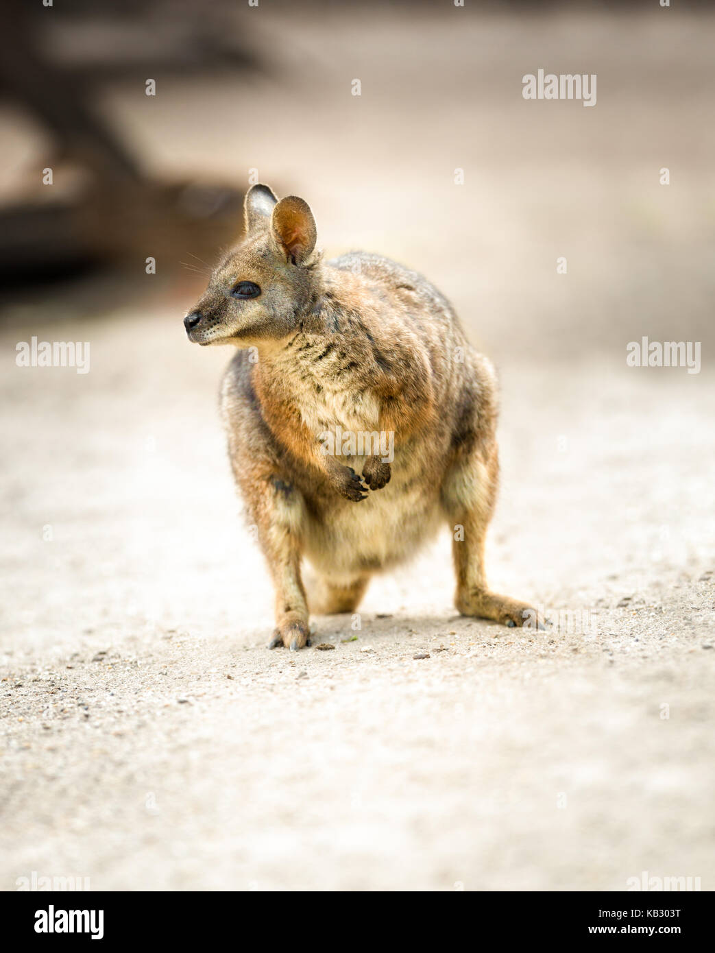 Bellissima kangaroo, tammar wallaby o macropus eugenii Foto Stock