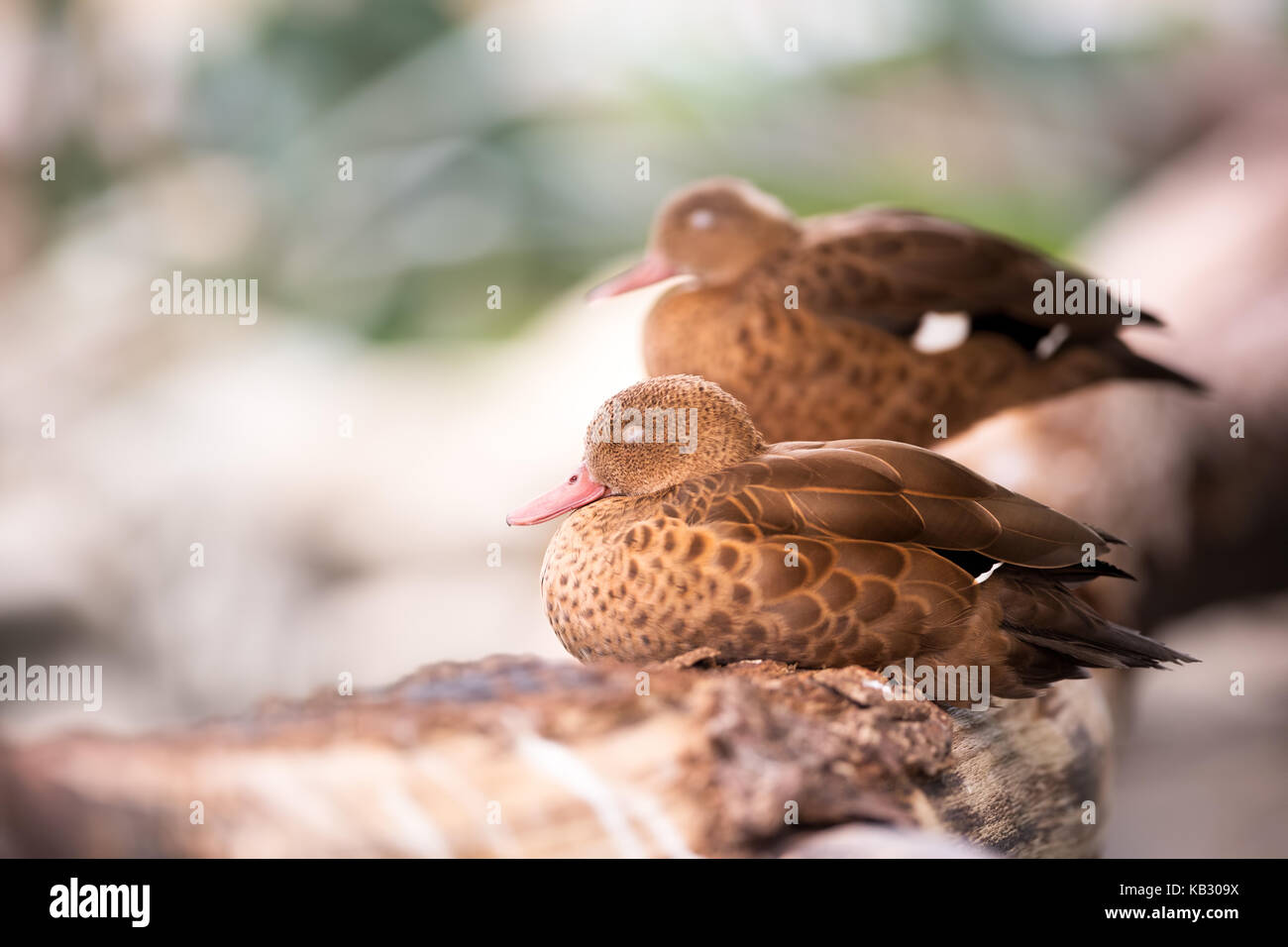 Coppia di anatre stare insieme Foto Stock