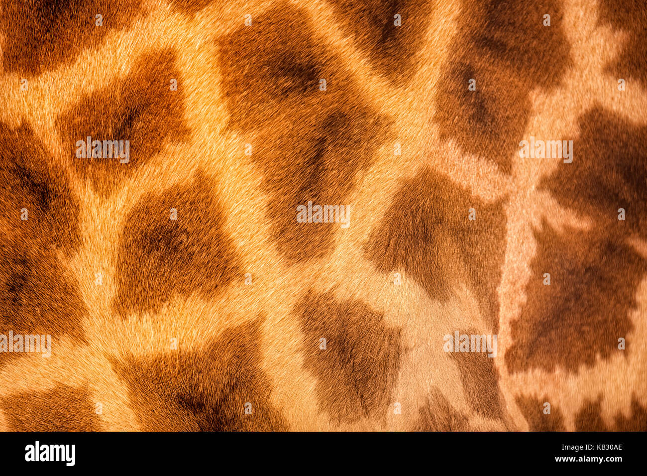 Vera pelle di giraffe (girafta camelopardalis) Foto Stock