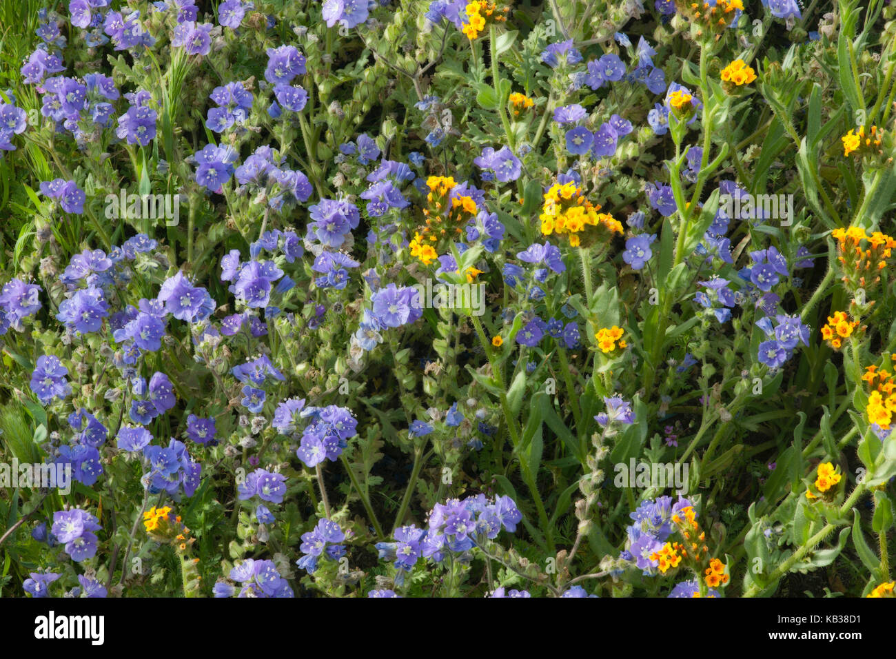 Phacelia viola e arancione fiddleneck bloom sulla pianura Elkhorn in California's Carrizo Plain monumento nazionale. Foto Stock