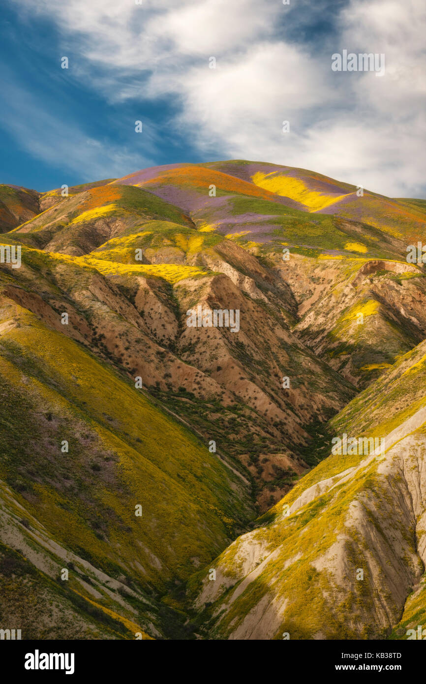 Primavera sbocciano i fiori di campo sulla gamma di Temblor in California's Carrizo Plain monumento nazionale. Foto Stock