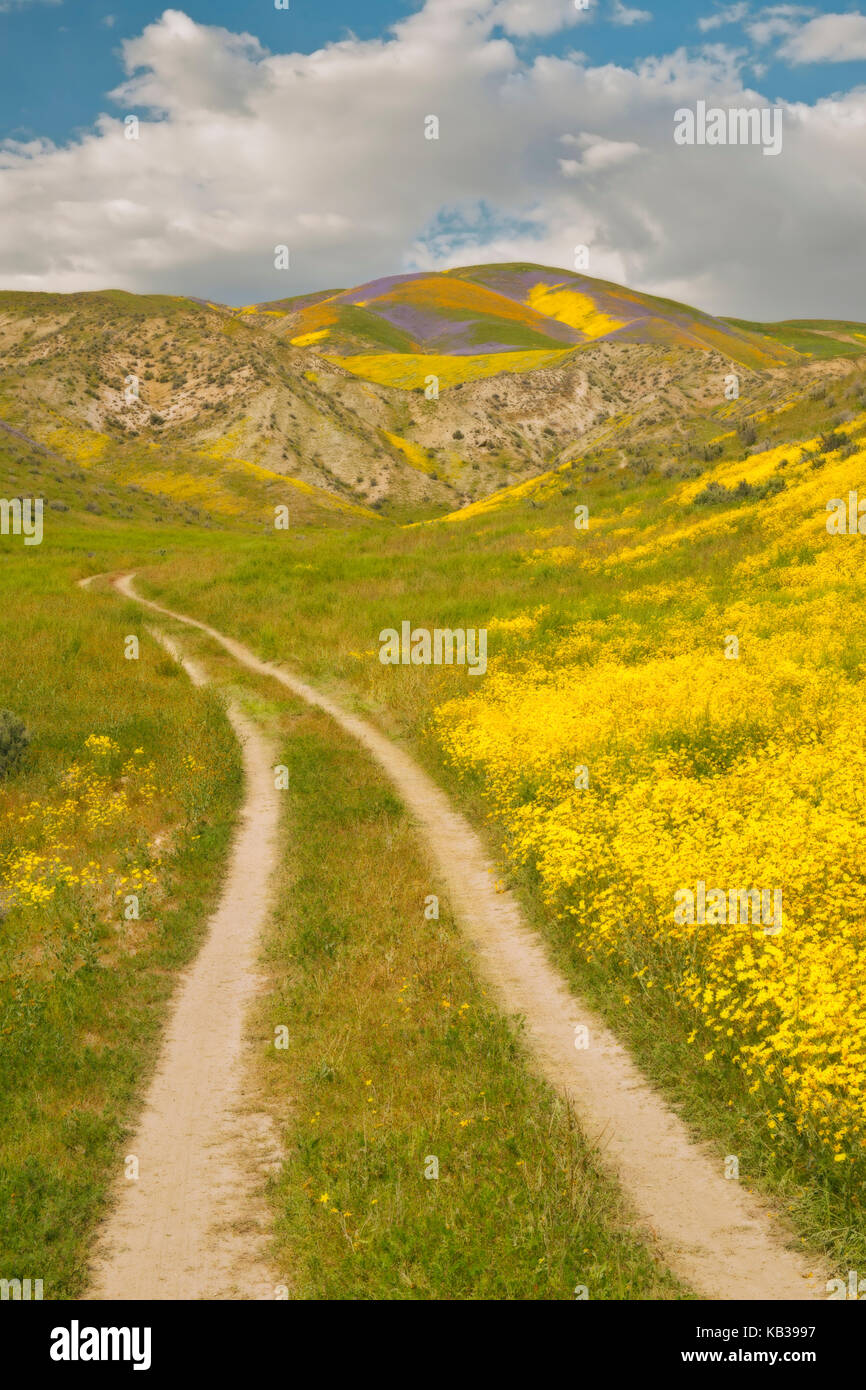 Super primavera sbocciano i fiori di campo in California;s Carrizo Plain monumento nazionale. Foto Stock