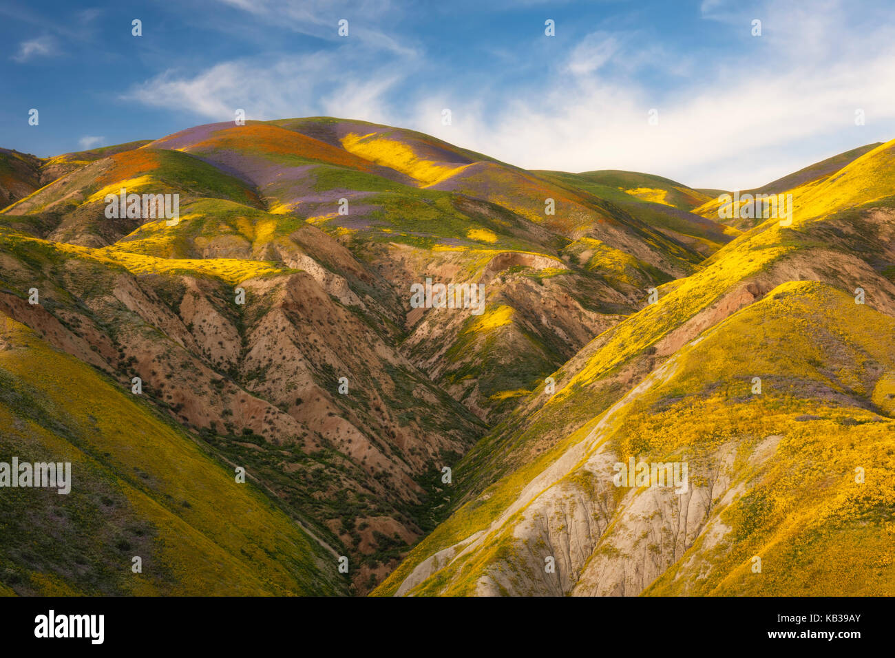 Super primavera sbocciano i fiori di campo in California;s Carrizo Plain monumento nazionale. Foto Stock