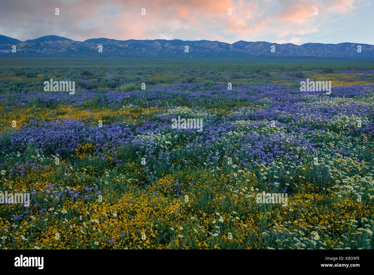 Il tramonto del Temblor gamma con la super primavera sbocciano i fiori di campo a Soda bacino lacustre in California's Carrizo Plain monumento nazionale. Foto Stock