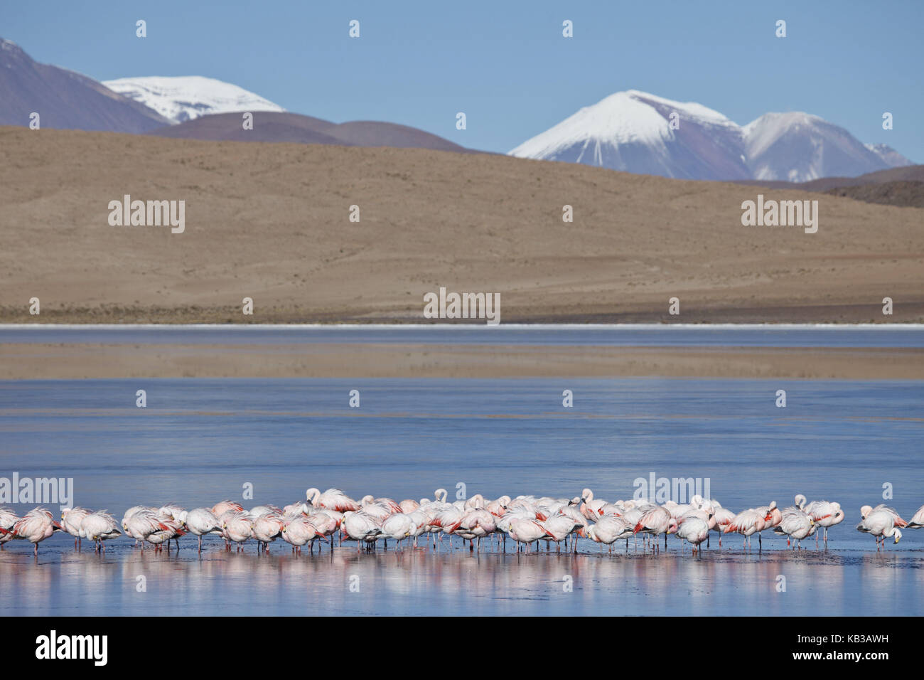 Bolivia, los lipez, laguna canapa, Ande fenicotteri, Foto Stock