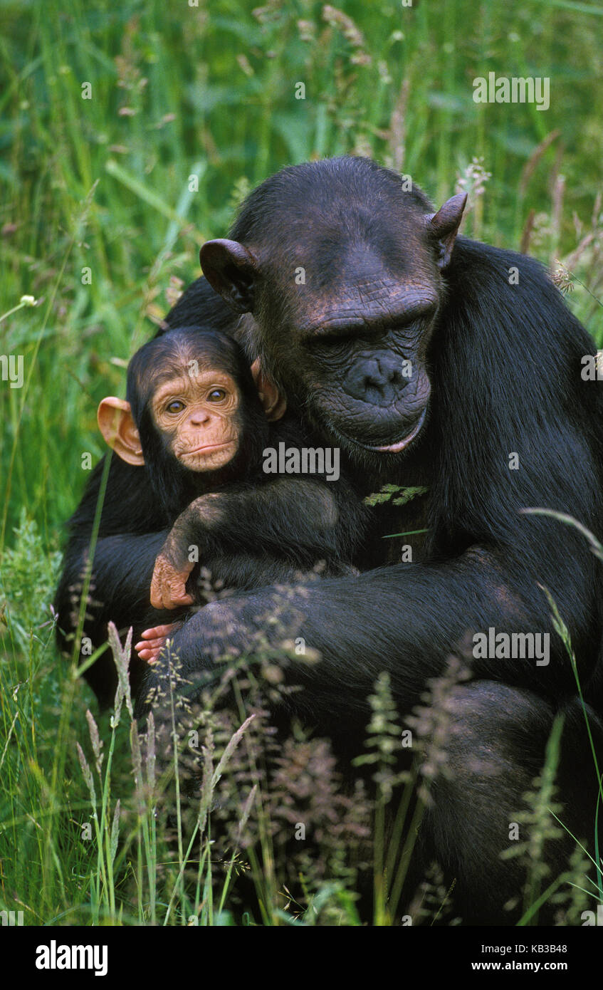 Scimpanzé, Pan troglodytes, madre con il giovane animale, Foto Stock