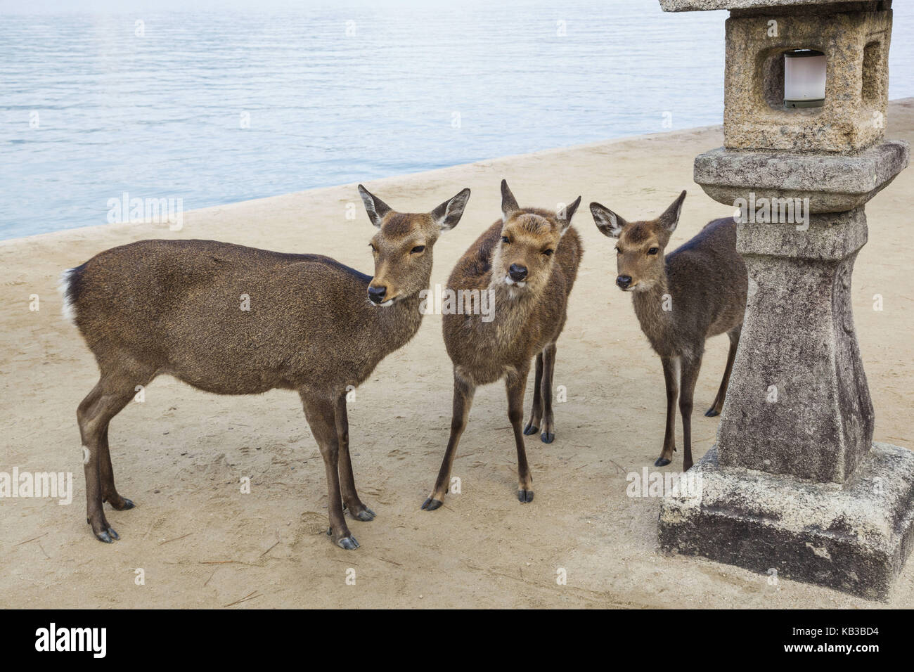 Giappone, kyushu, Hiroshima, l'isola di Miyajima, cervi sulla spiaggia, Foto Stock