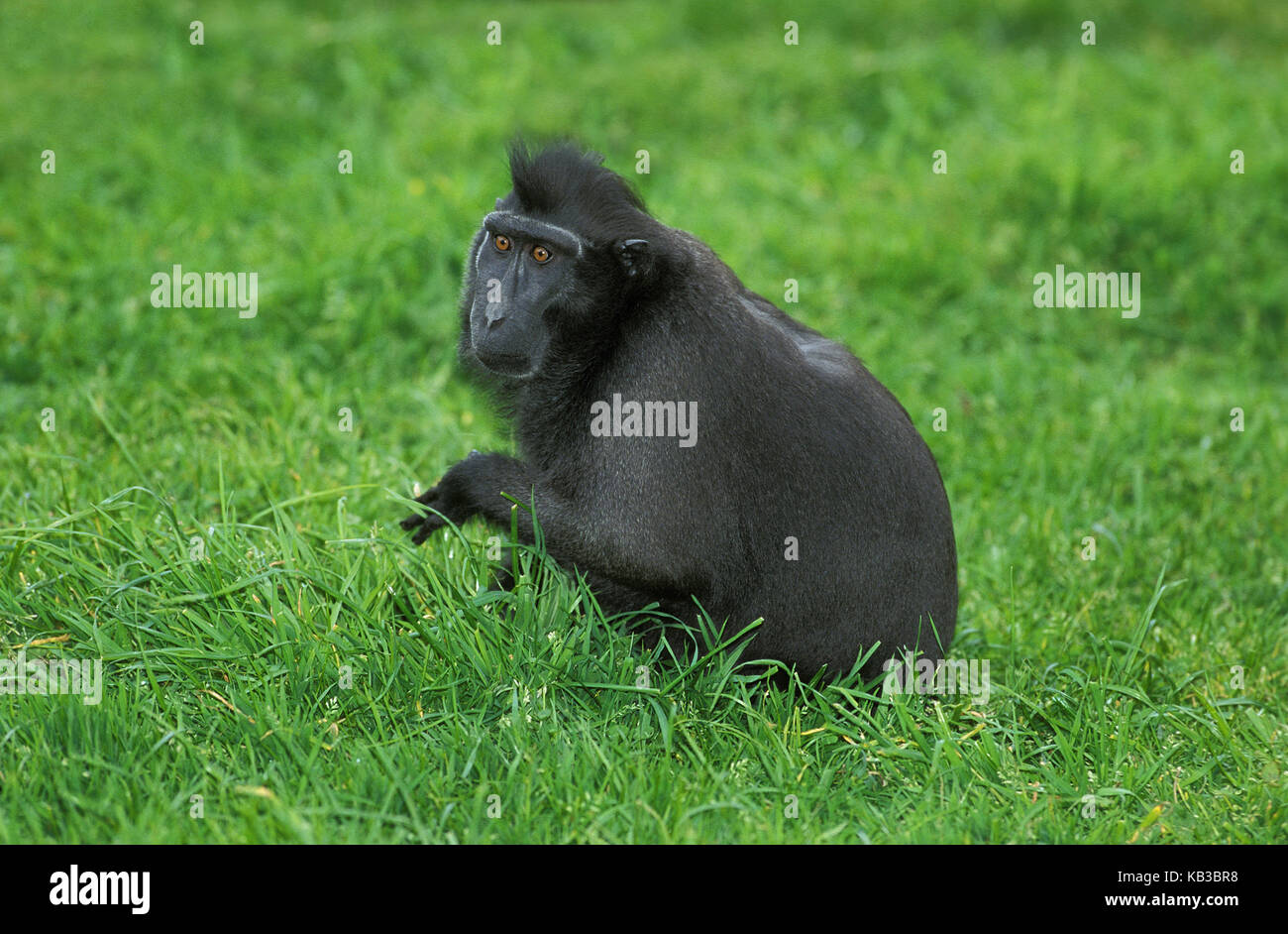 Schopfmakak, macaca nigra, erba, sedersi, Foto Stock