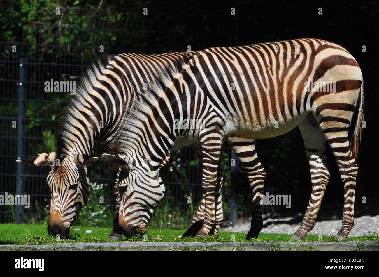 Zoo, zebre, Foto Stock