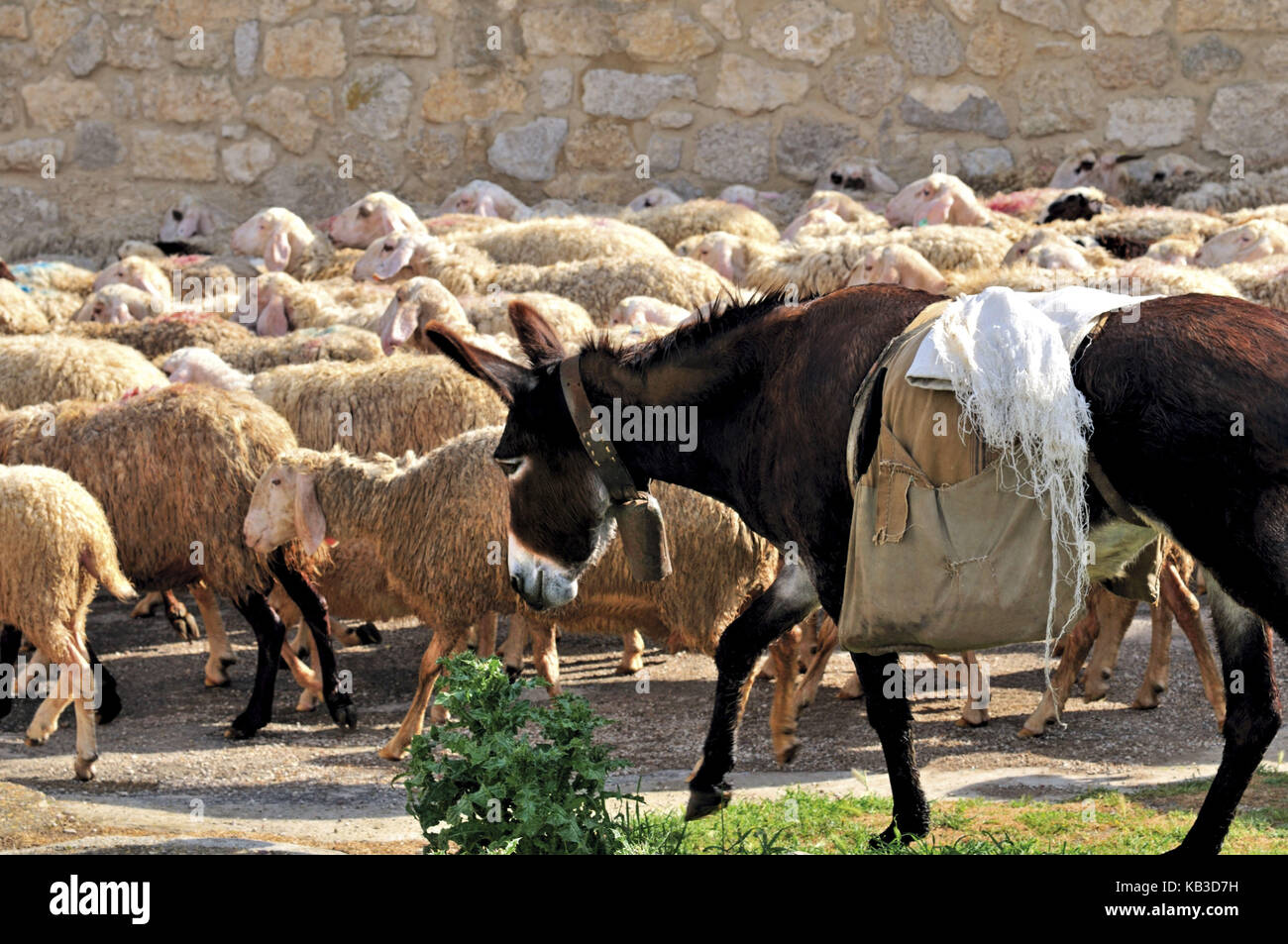 Spagna, Via di San Giacomo, gregge di pecore e asinello in Castrojerez, Foto Stock